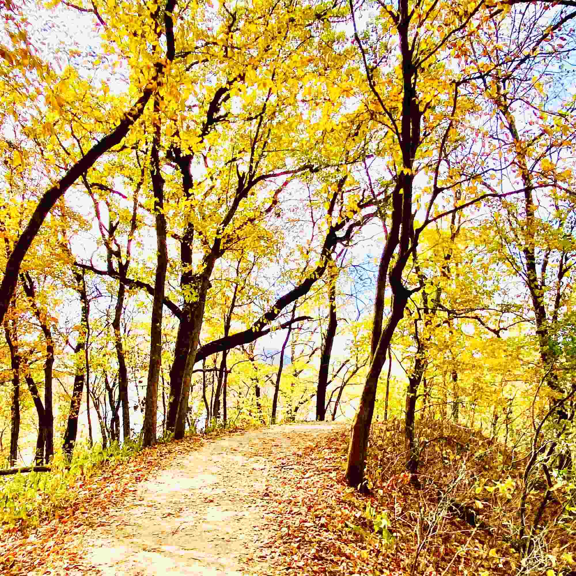 Autumn Path