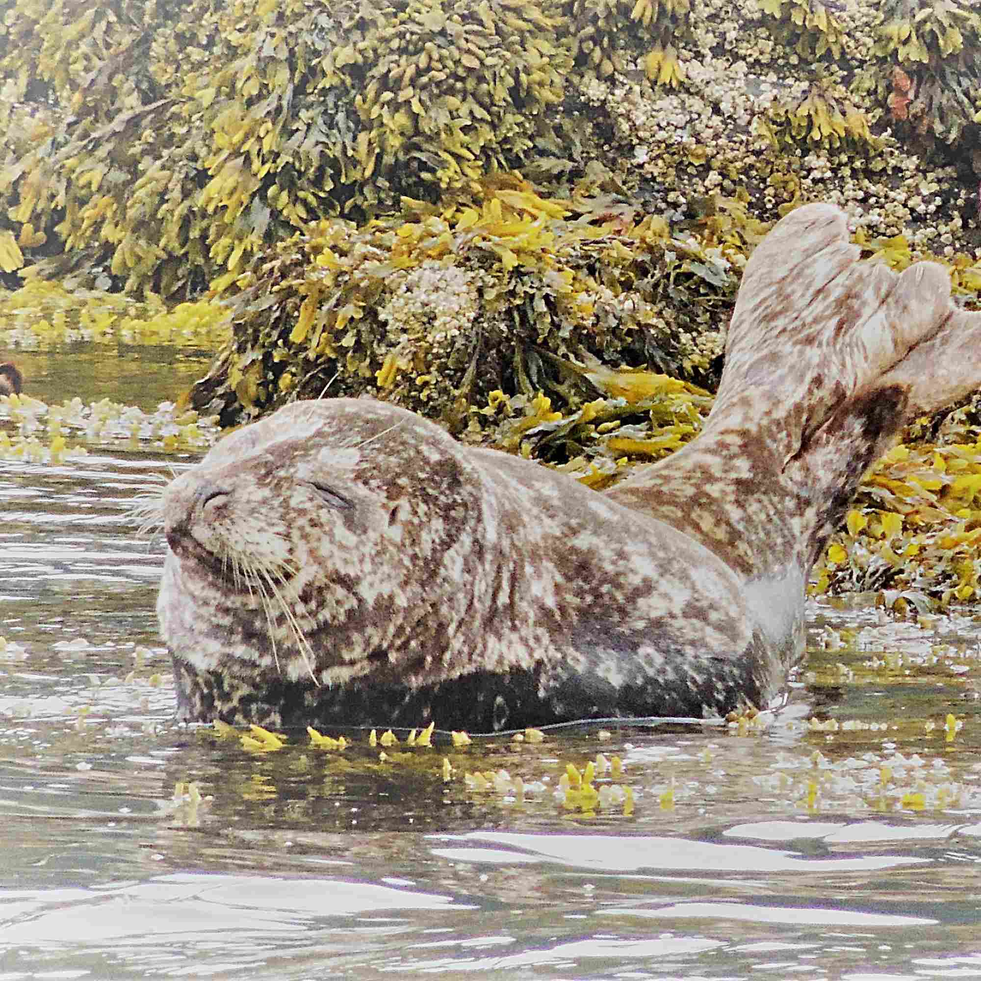 Happy Seal