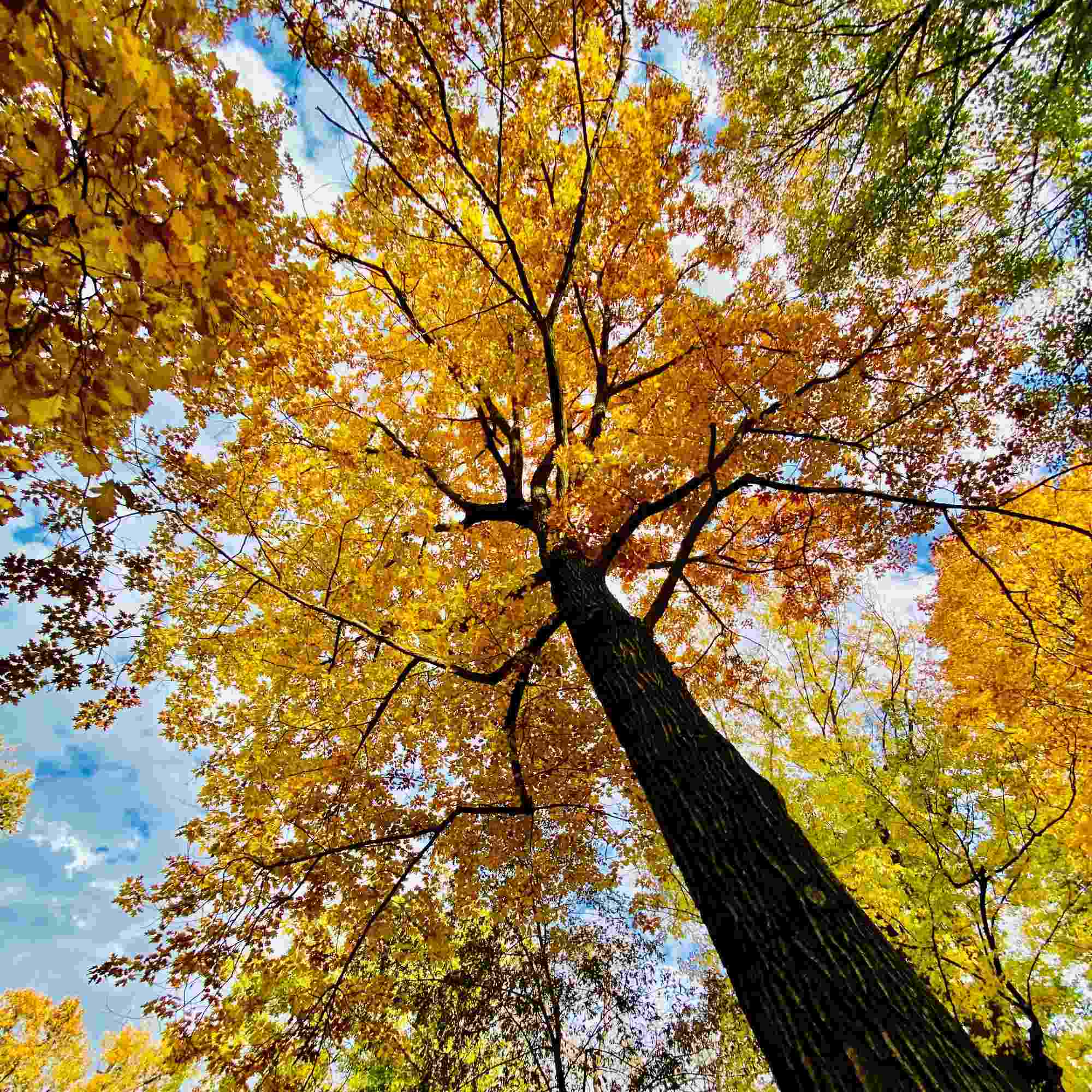 Tall Fall Tree