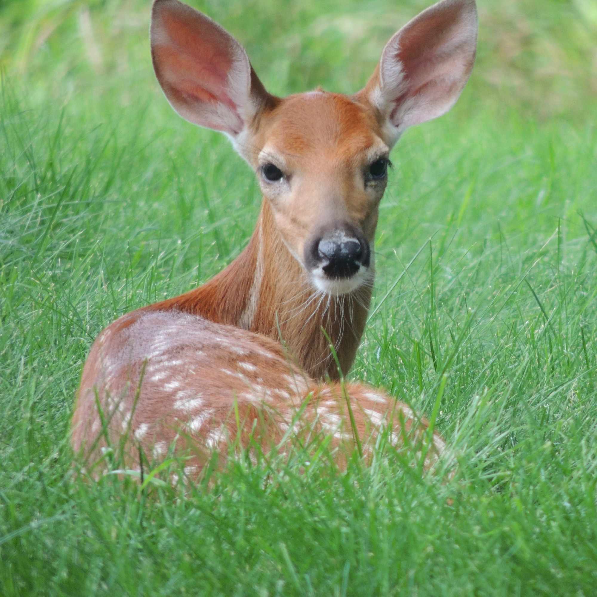 Resting Fawn