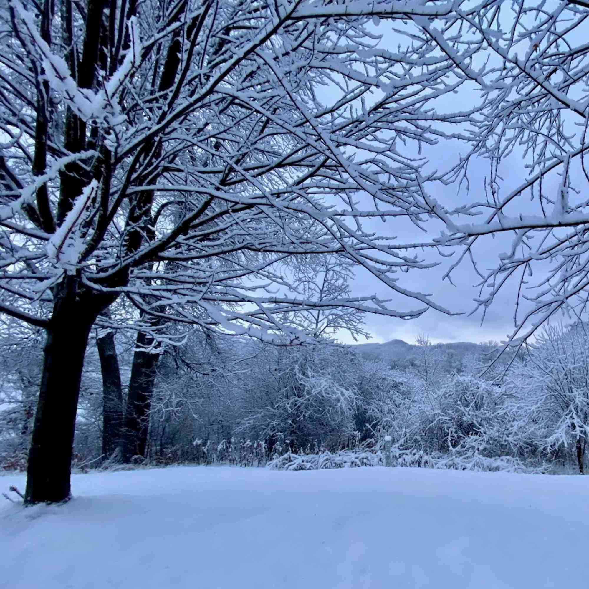 Fresh Snow