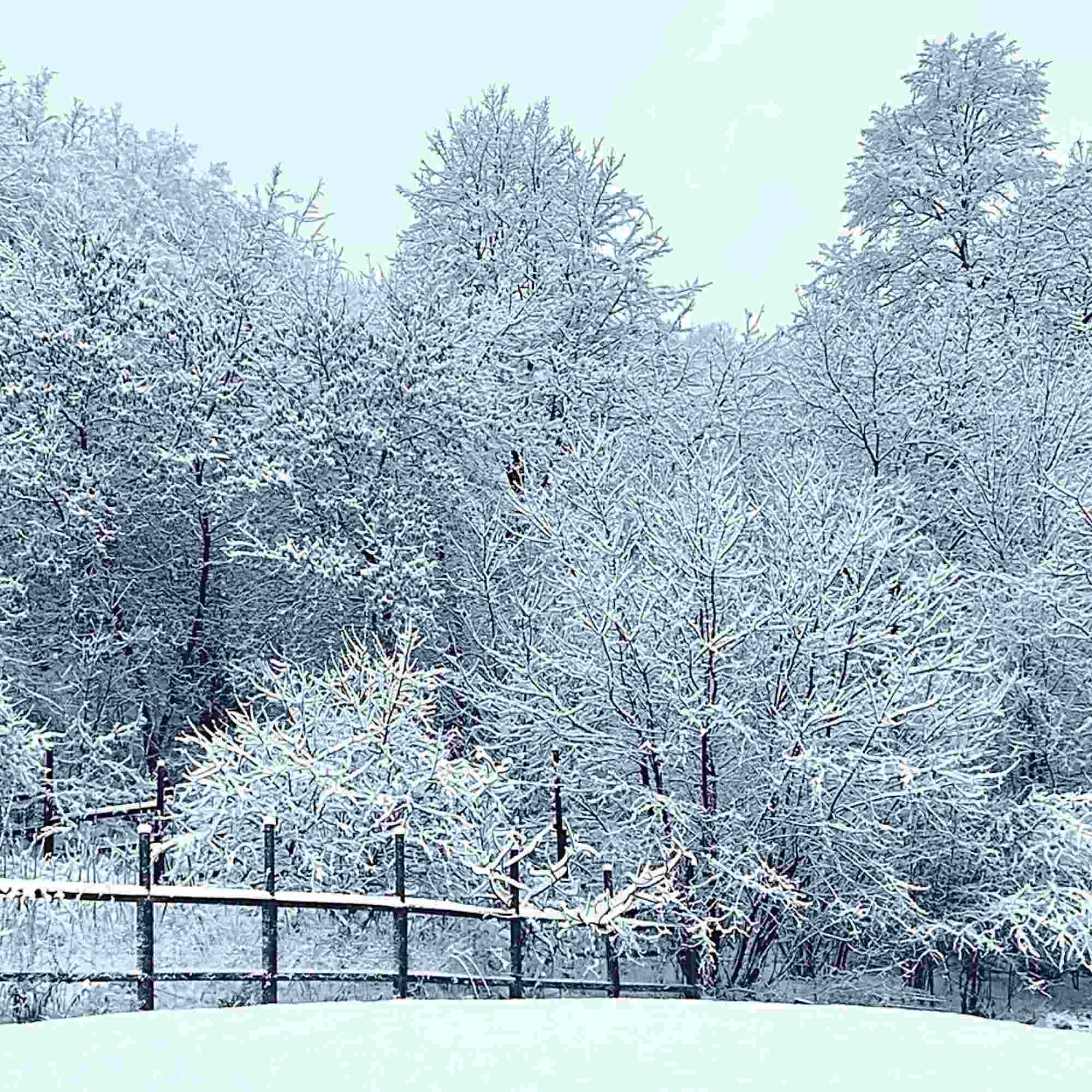 Frozen Trees