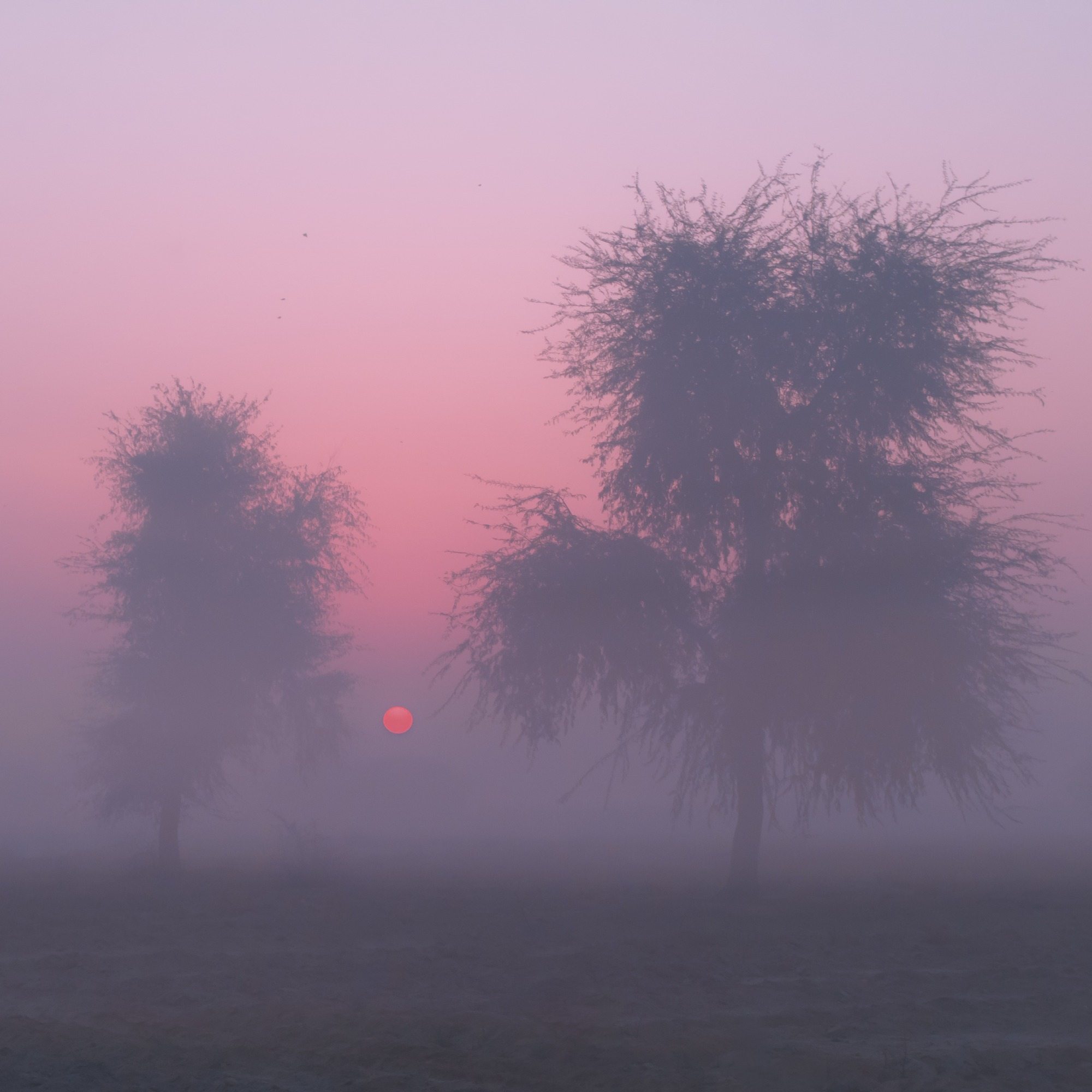 Mystical Morning