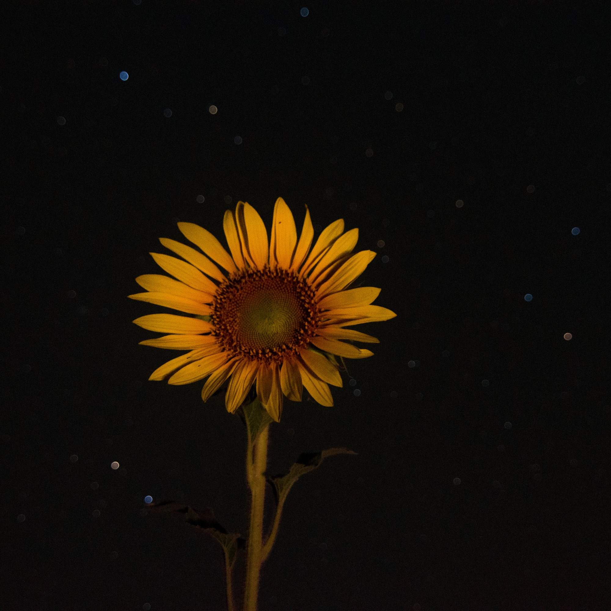 Celestial Sunflower