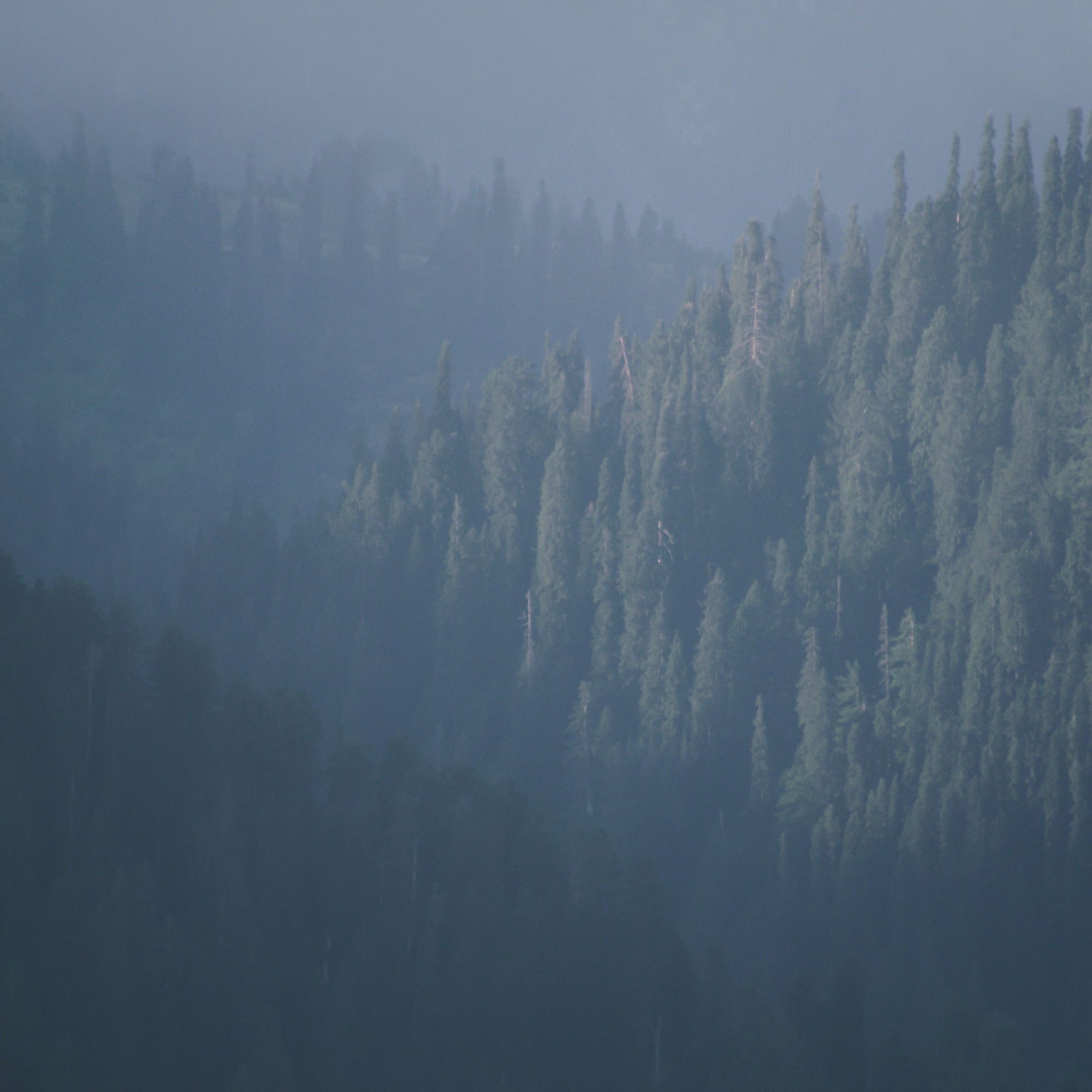 Emerald Silhouettes