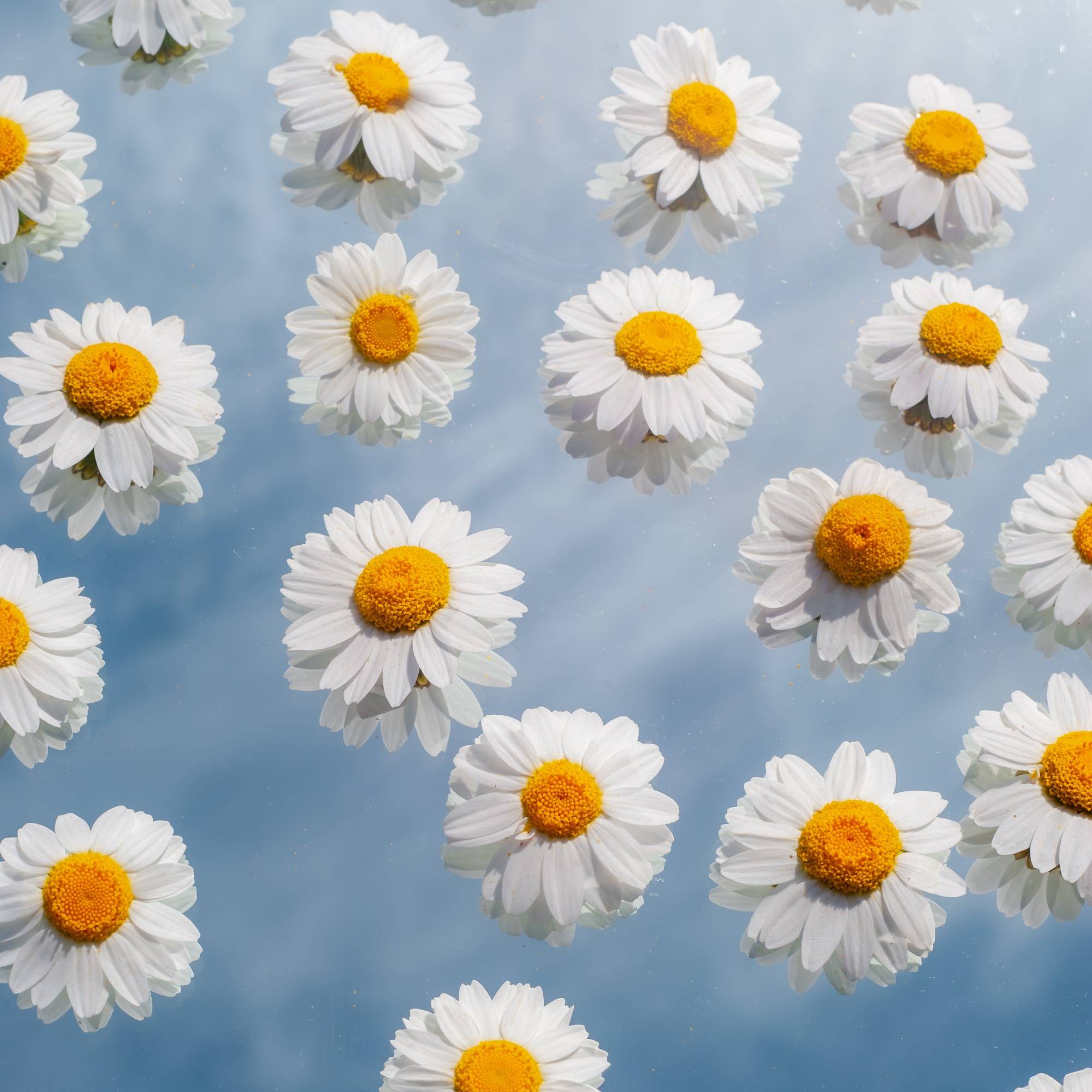 Floating Daisies