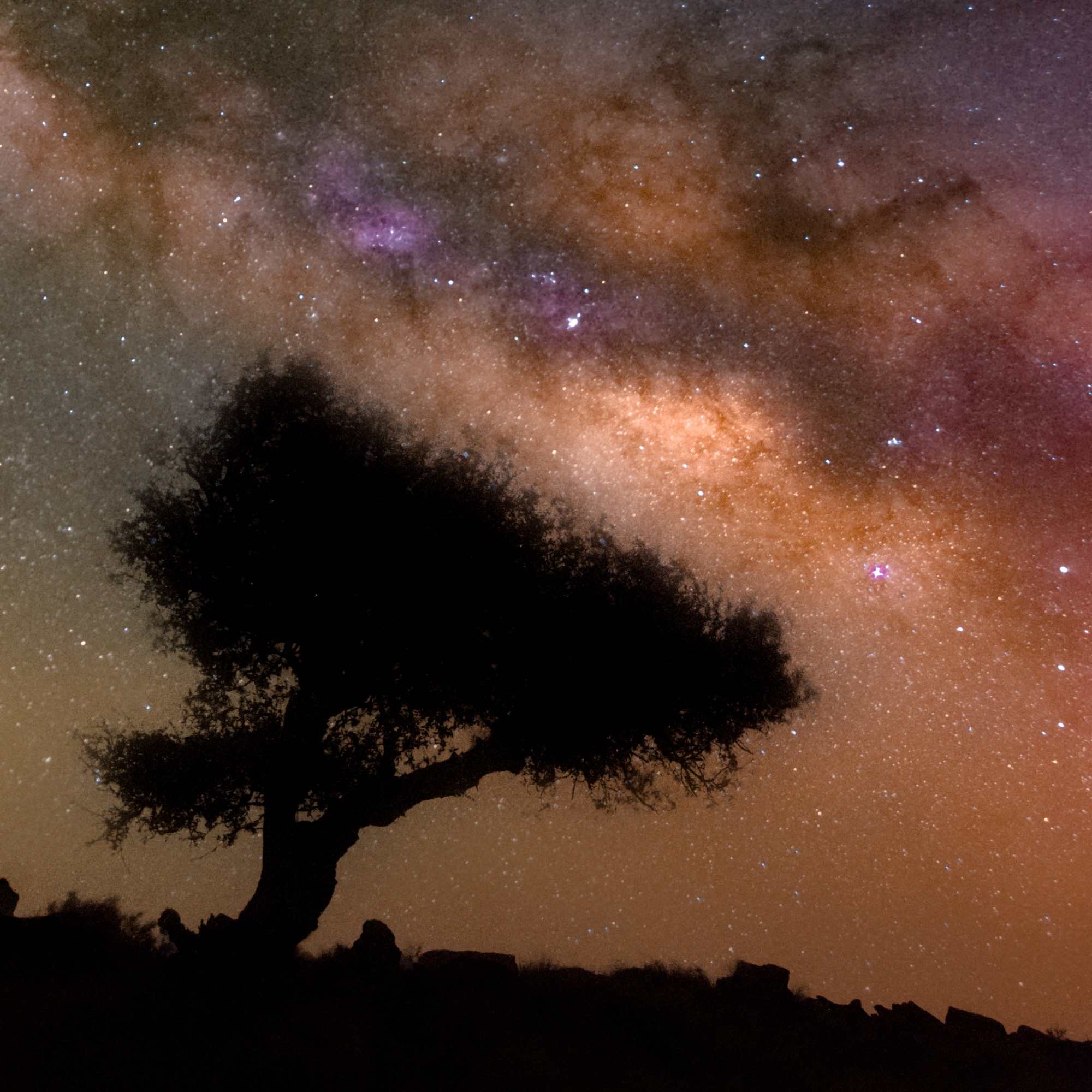 Starry Serenity