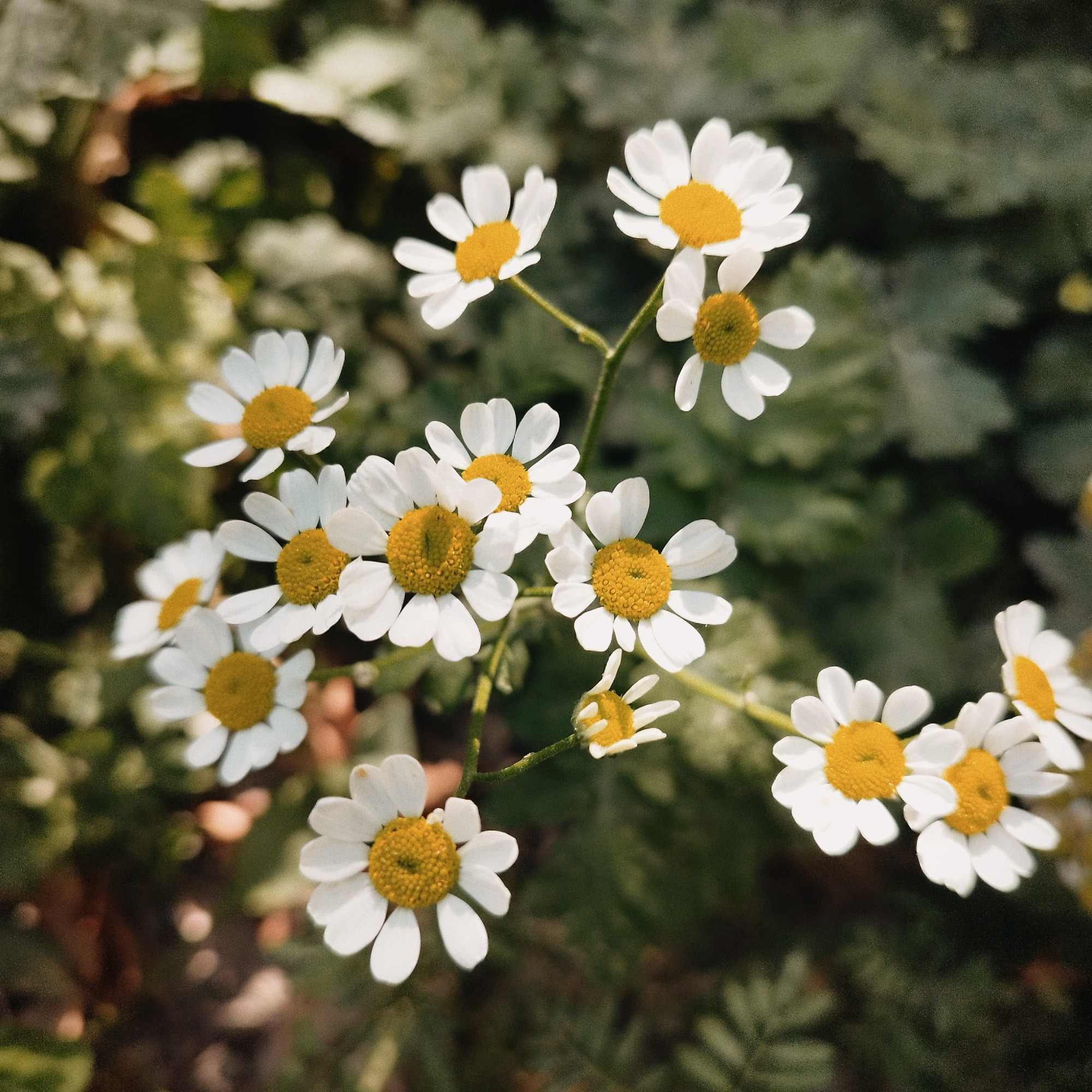 spring