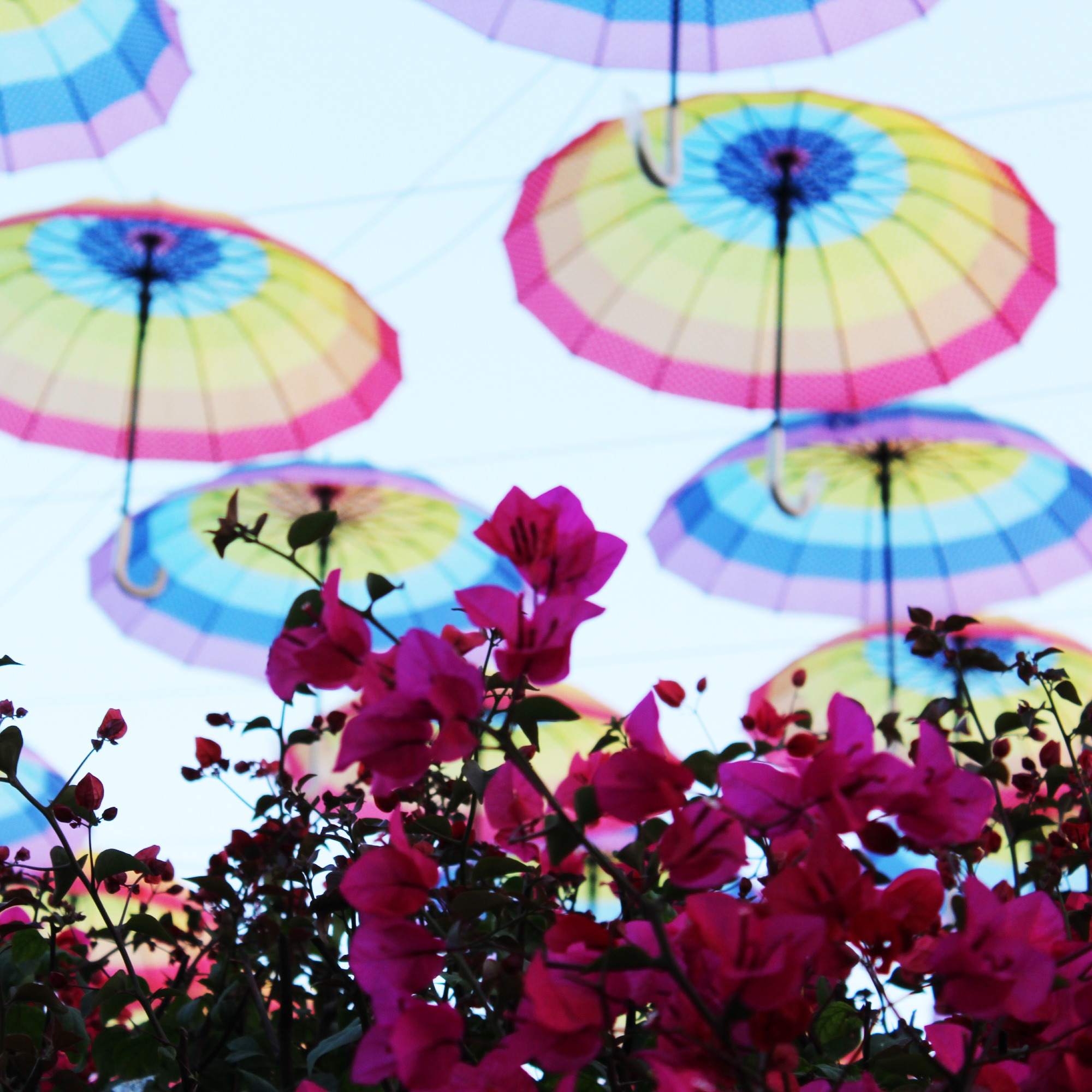 umbrellas
