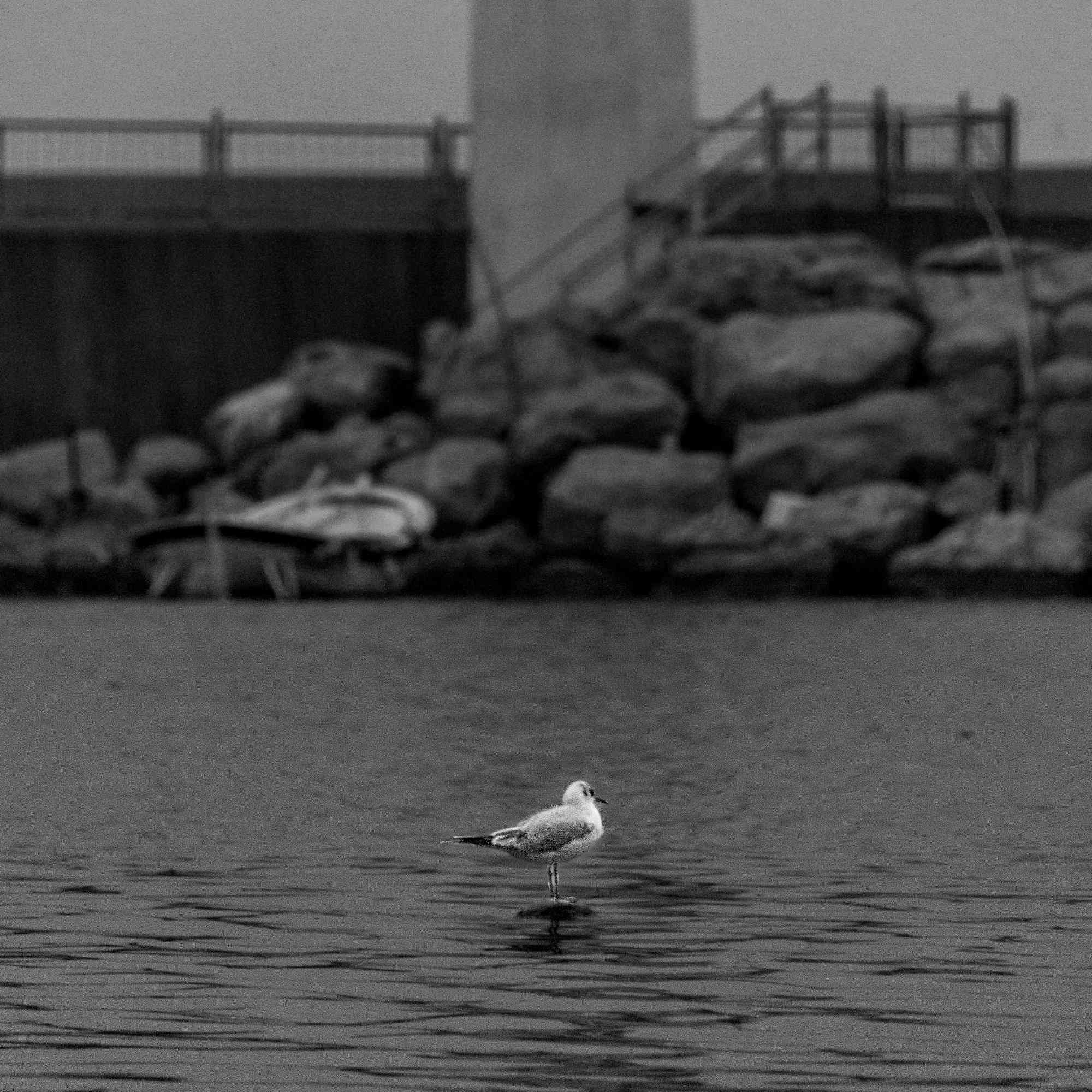 A Gull's Sanctuary