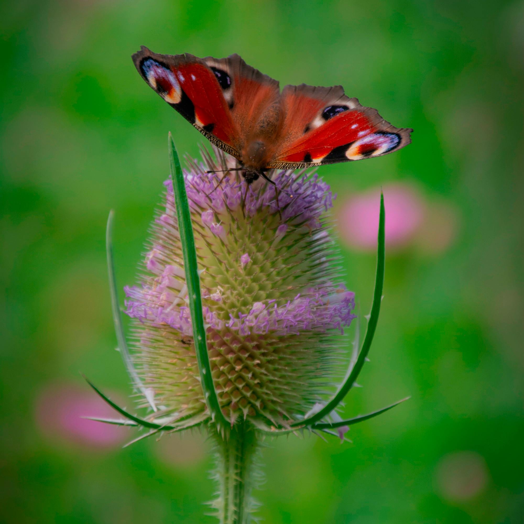 Butterfly Safari