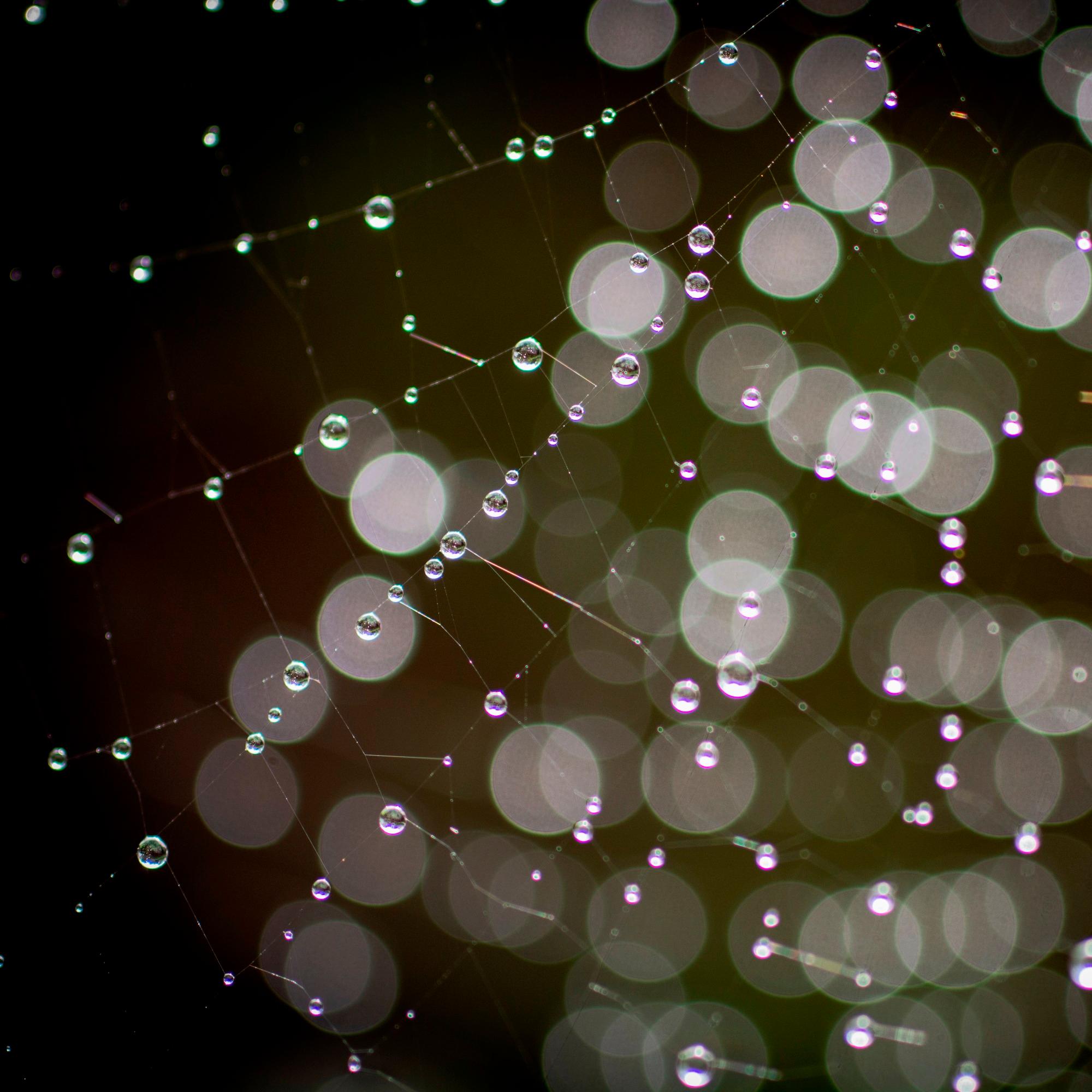 Spider drop me a Line