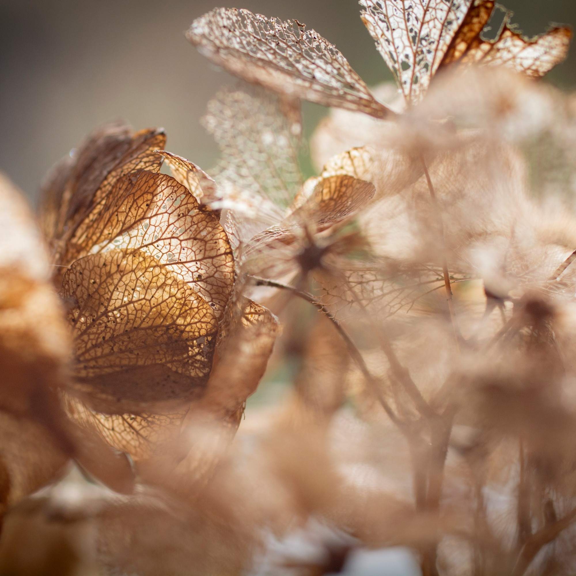 Natures Art