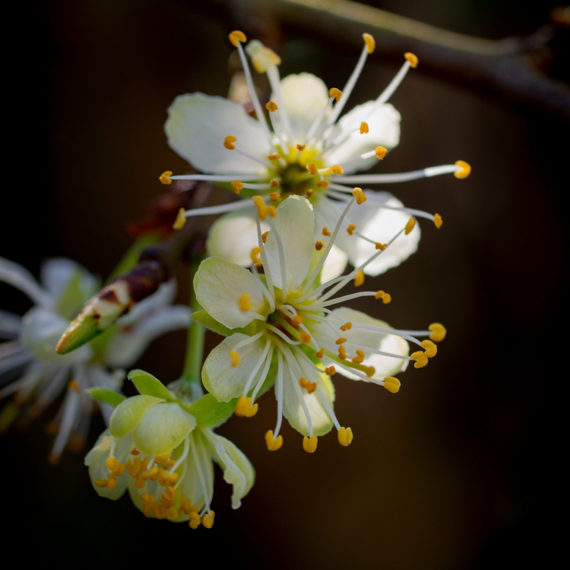 Delighting Blossom
