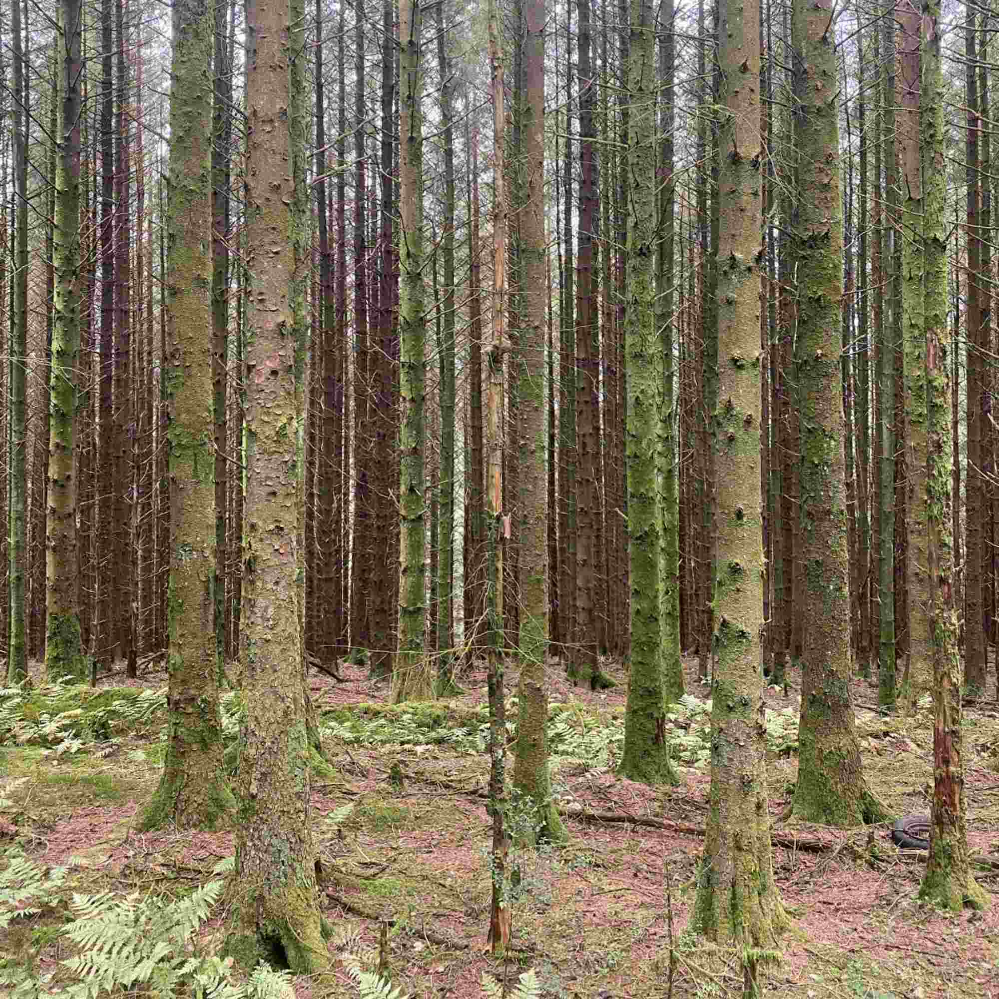 Walking through the Pines