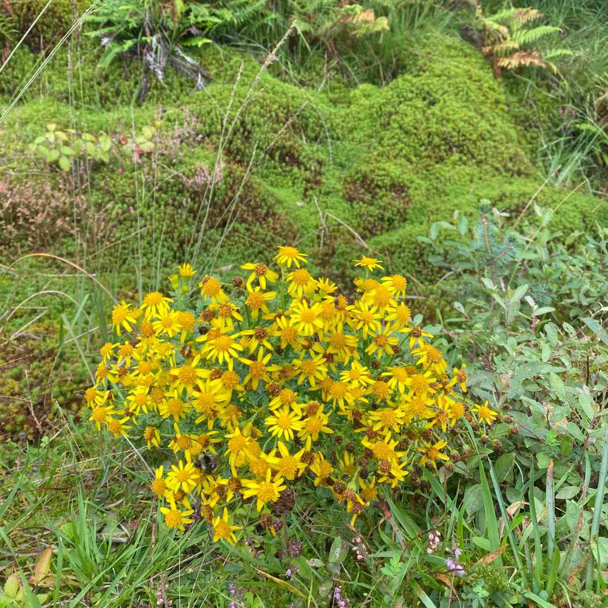 Yellow flower