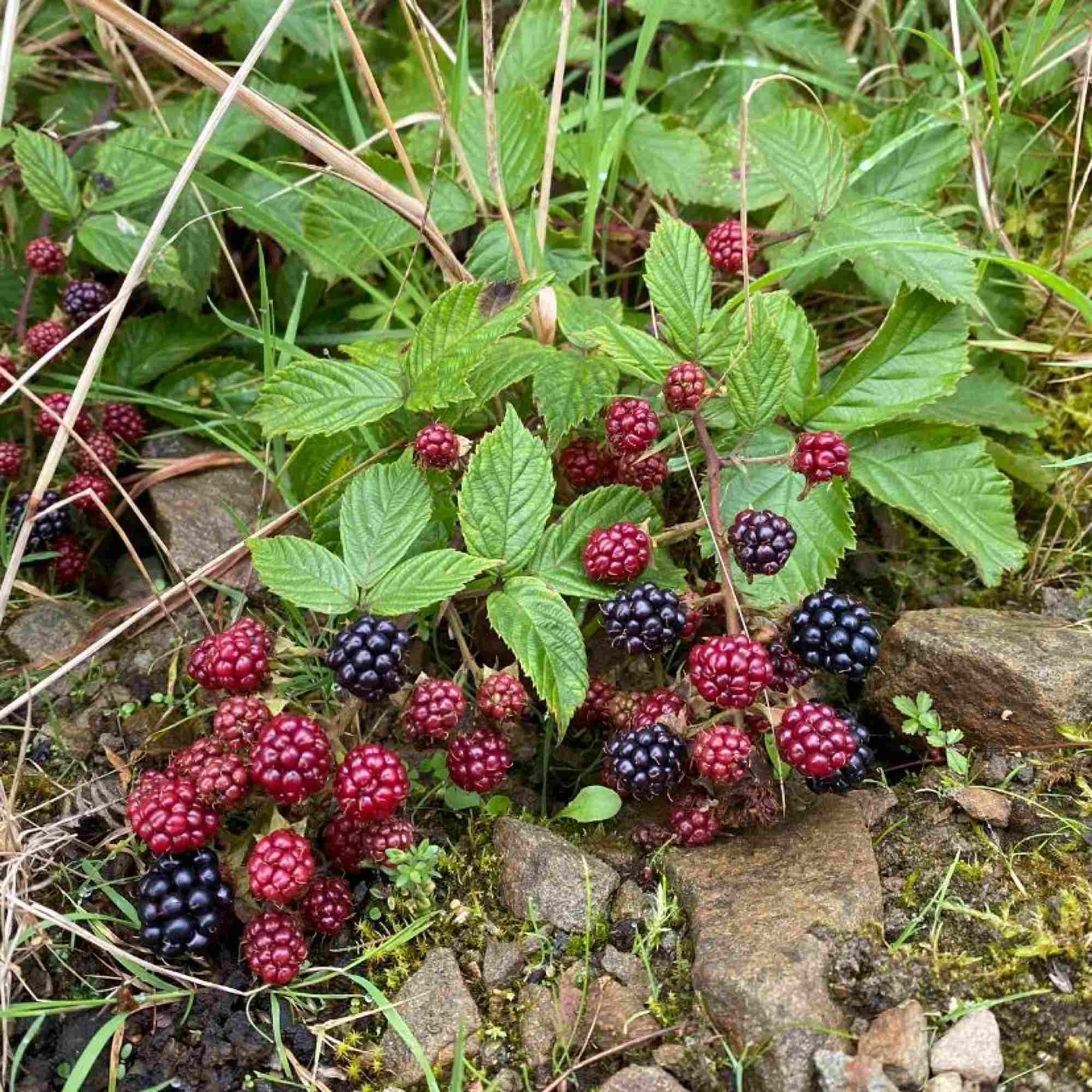 Autumn Fruit