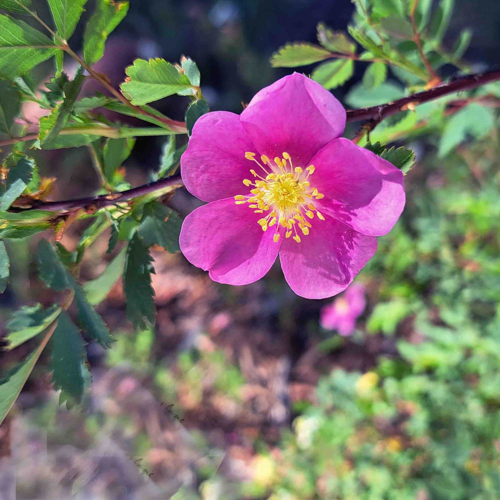 Mountain Bloom | Garden Life: A Love Story