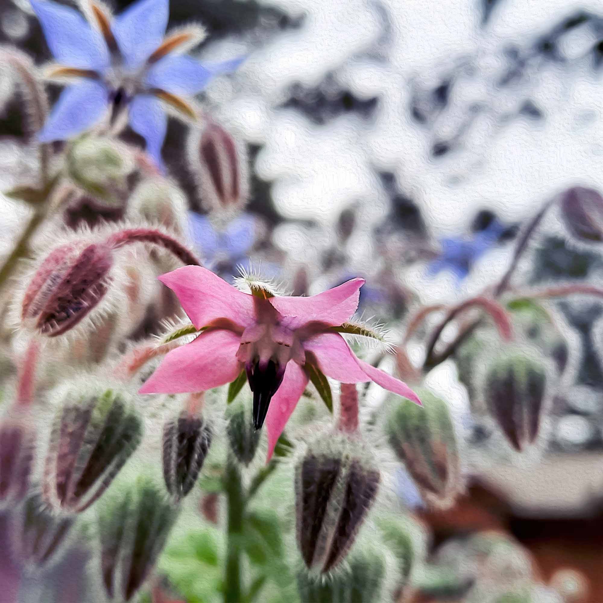 Starflowers