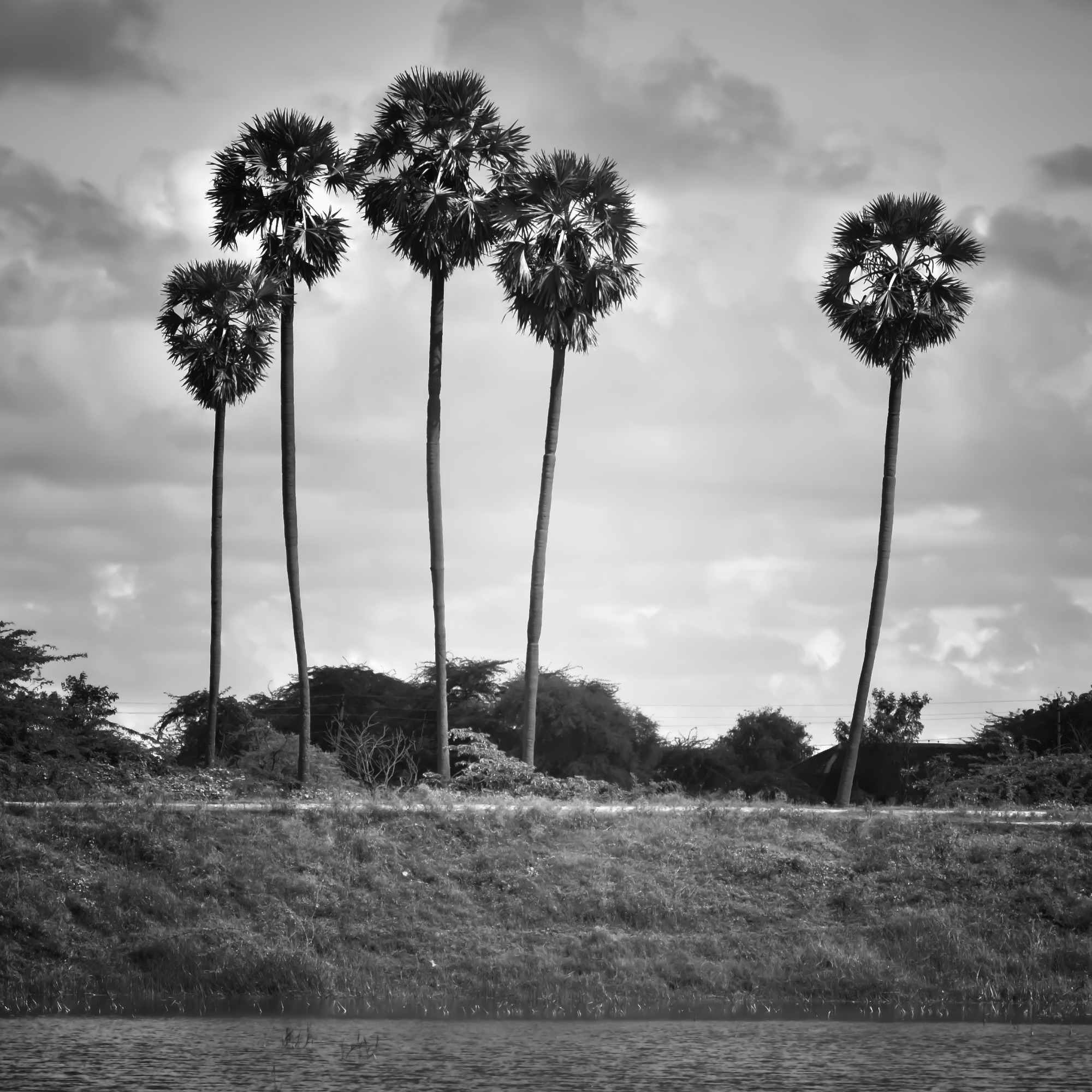 Quiet Contrast