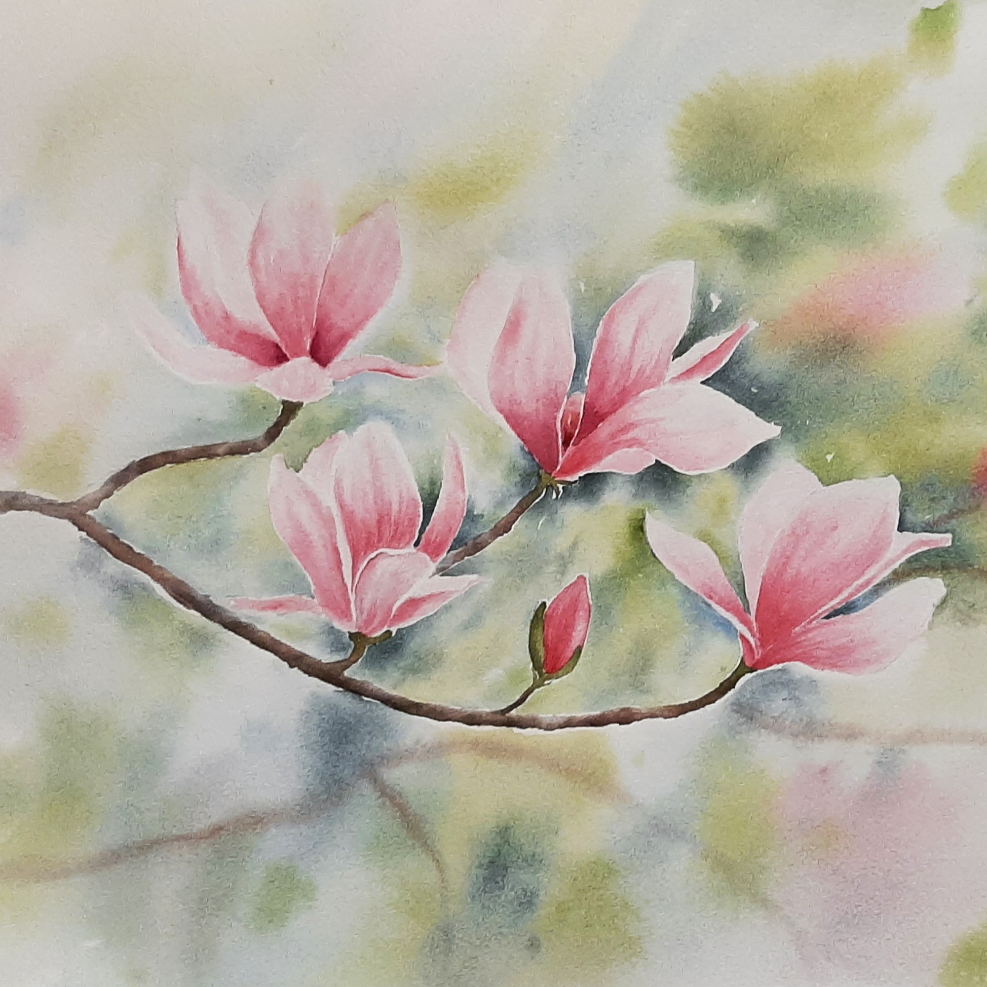 Magnolia Blossoms