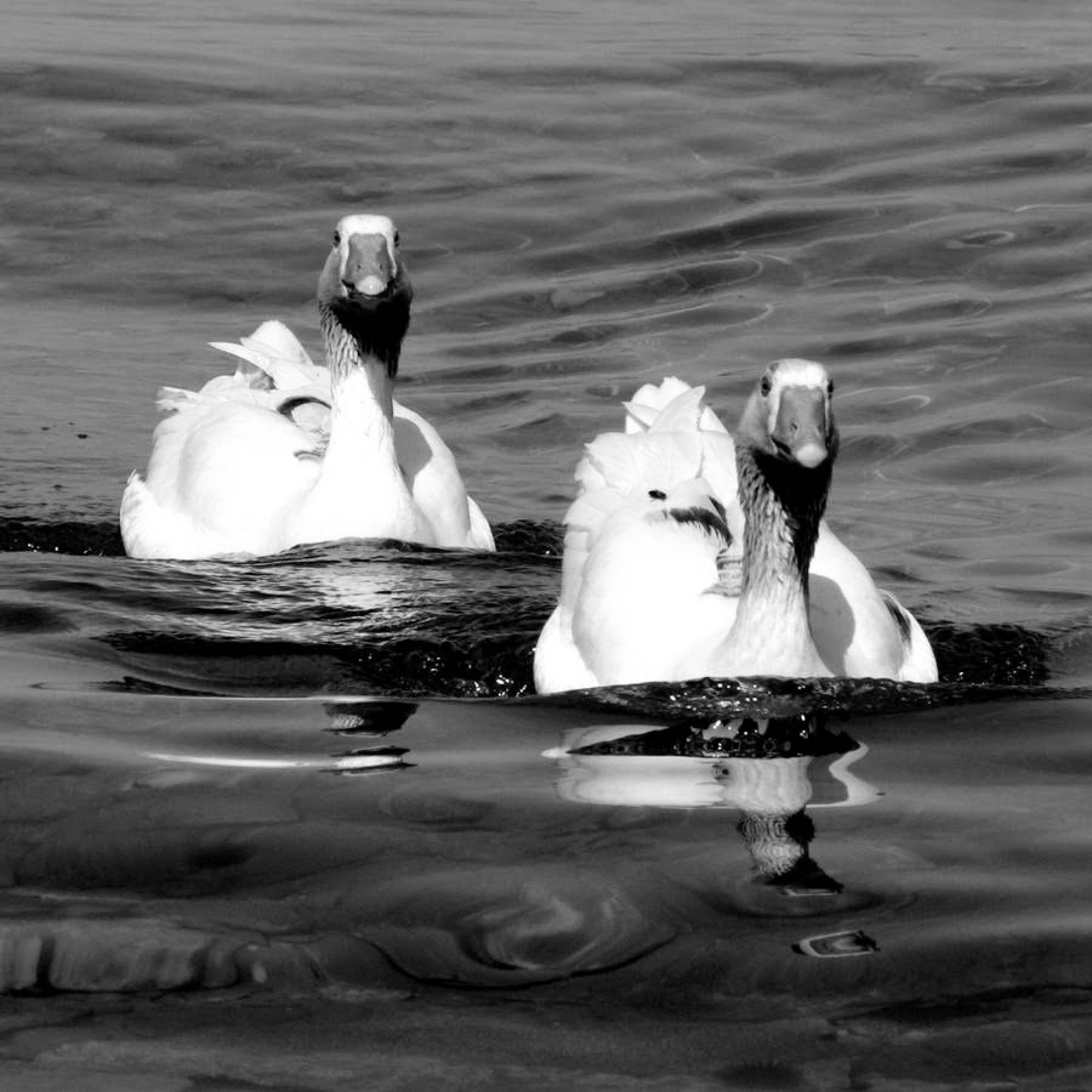 Swan couple