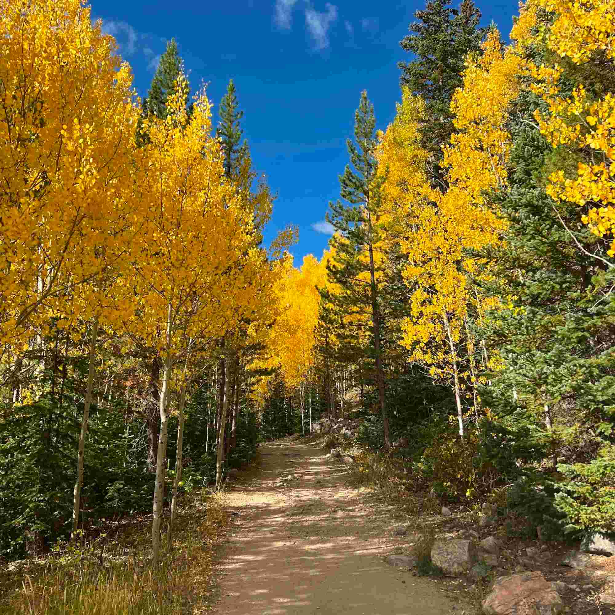 Autumn's Path