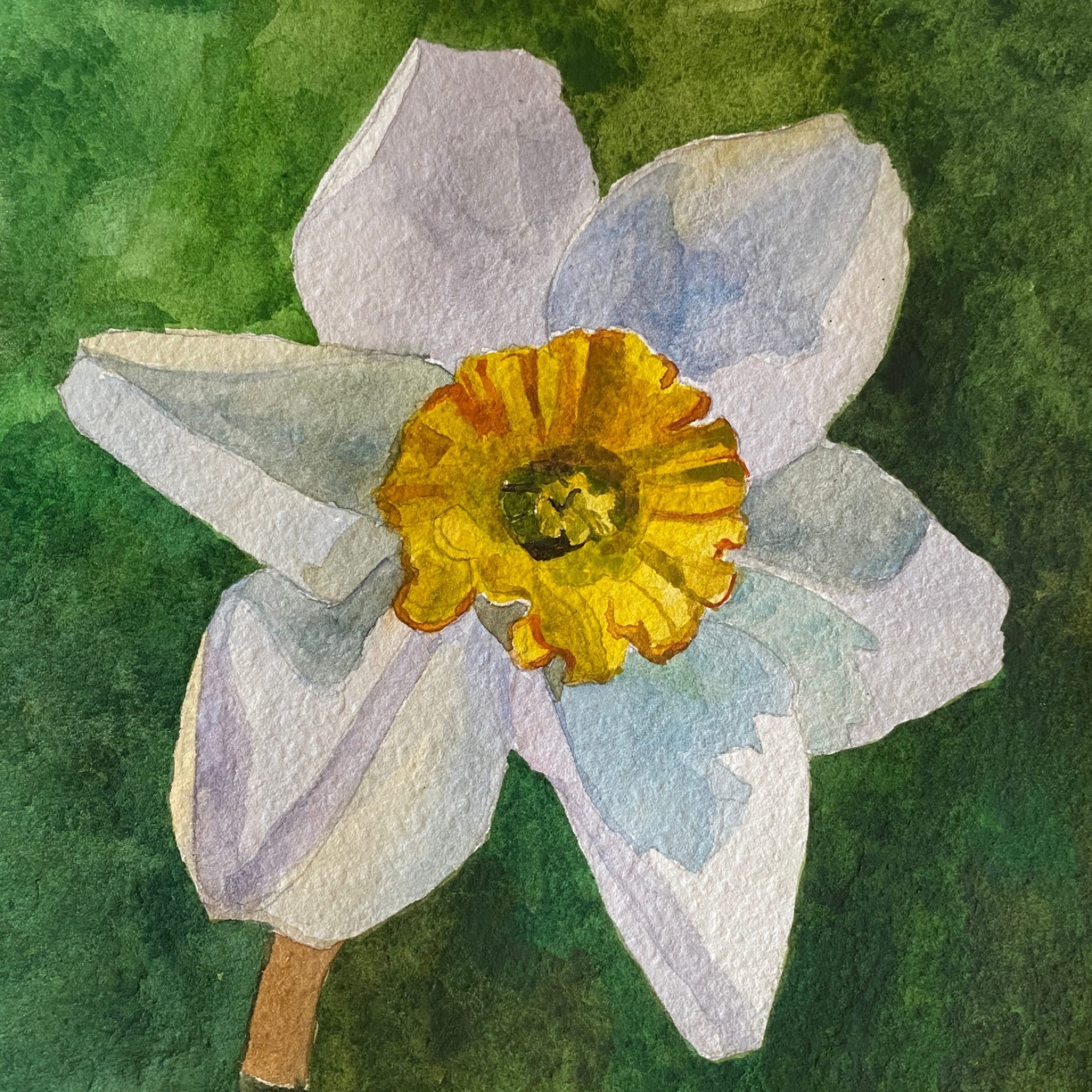  Daffodil