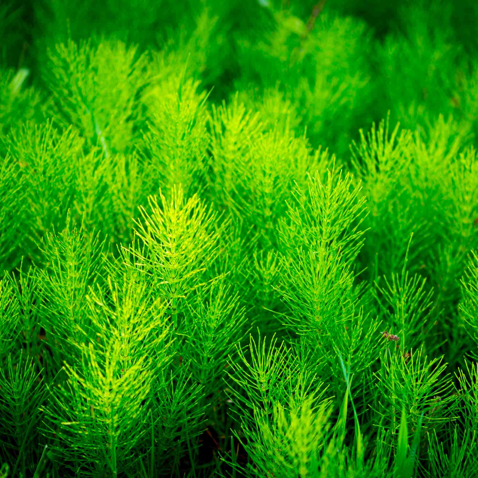 Seedlings