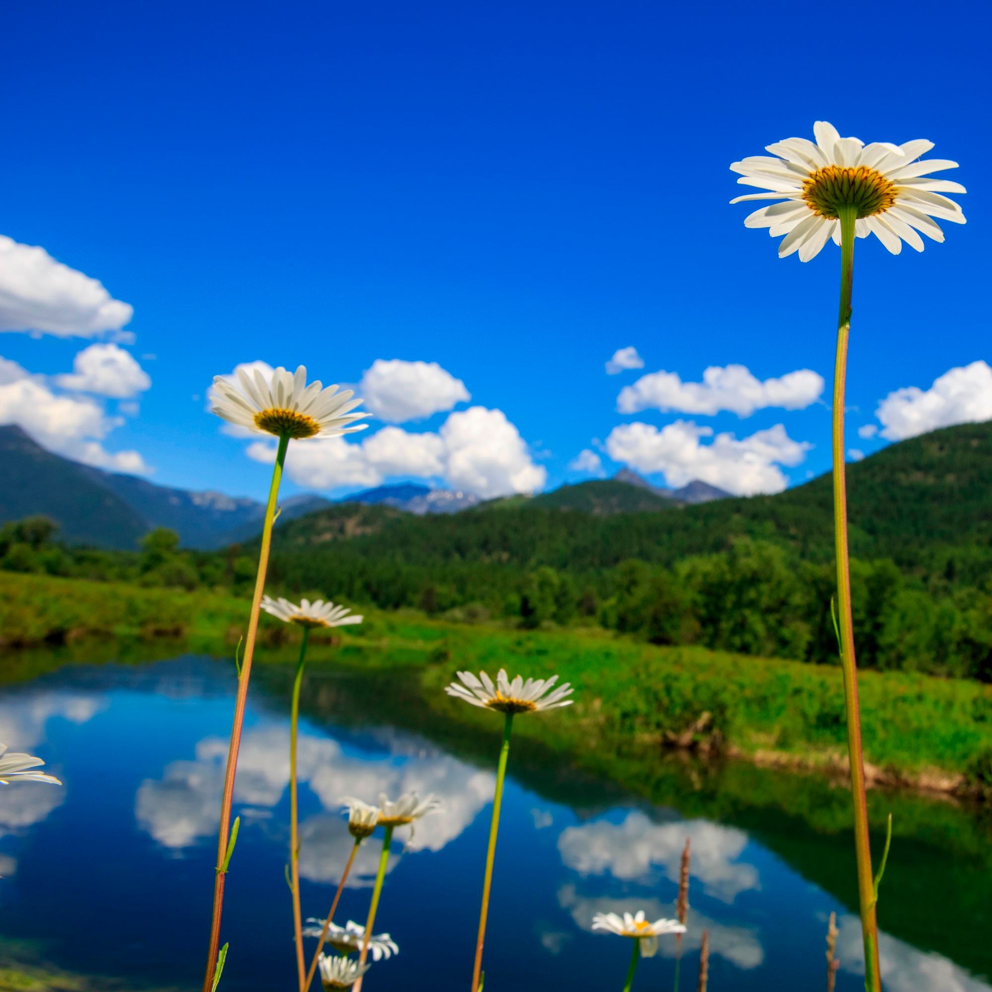 Daisies in the Clouds