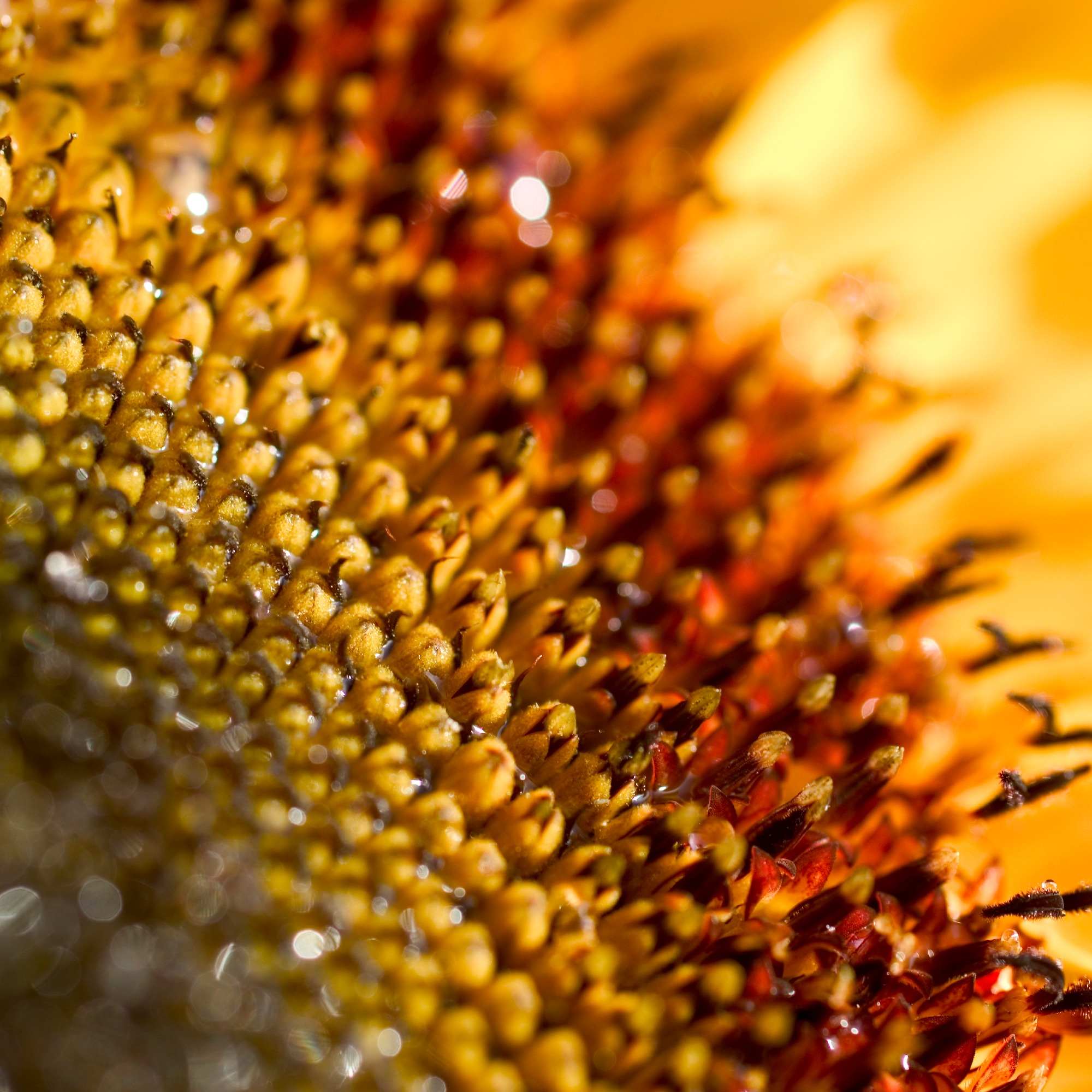 Natures Secrets - Sunflower 