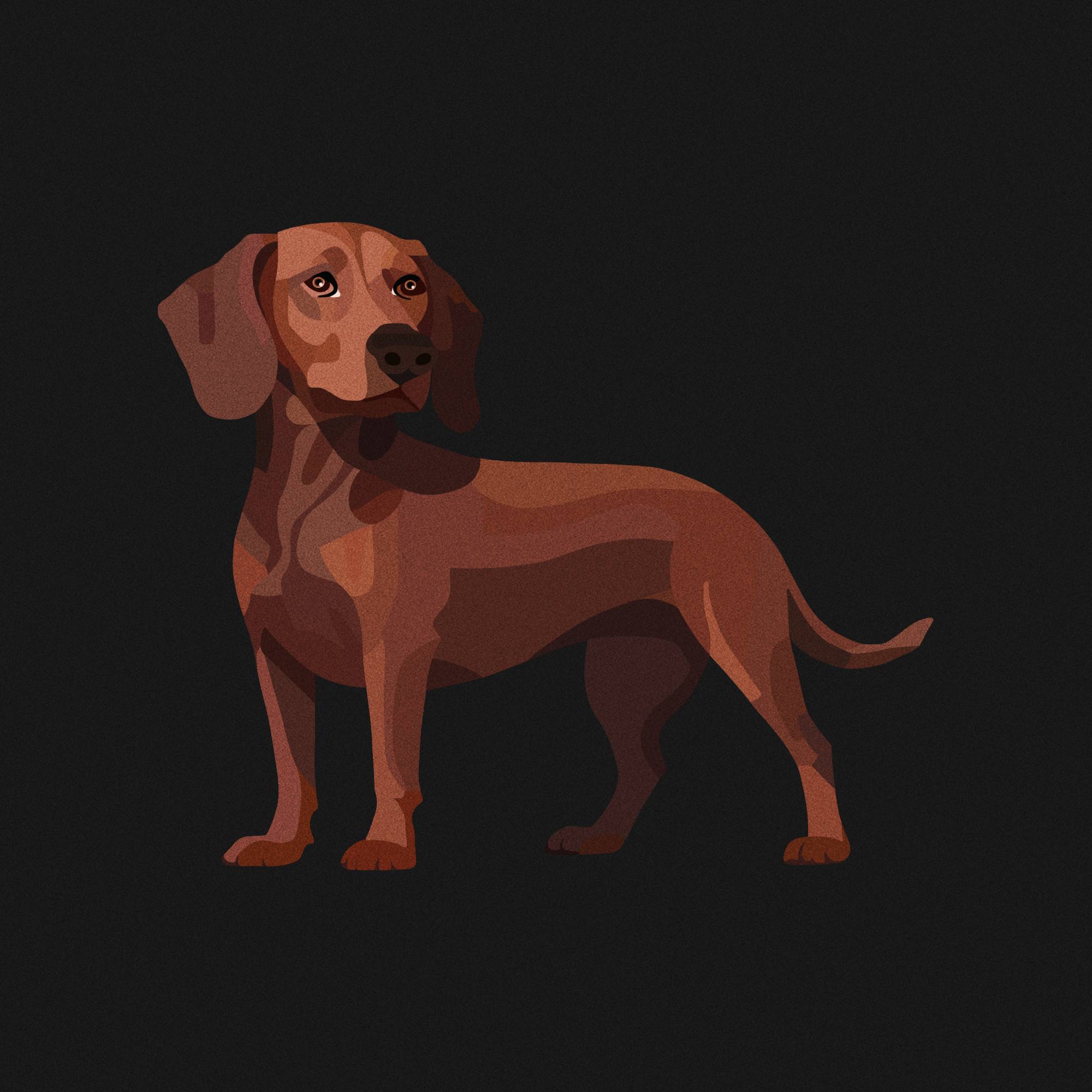 Dachshund