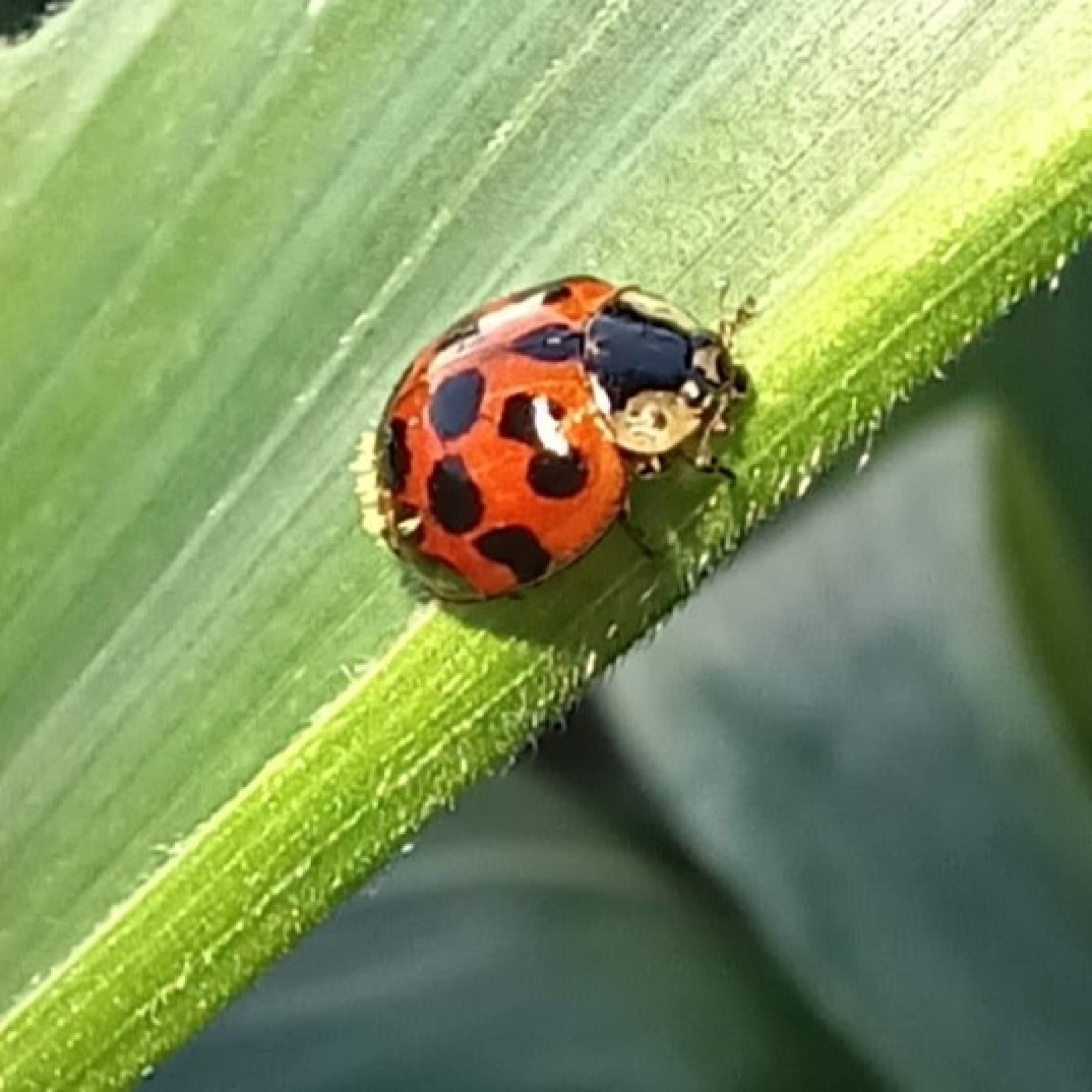 Ladybug on Corn Leaf
