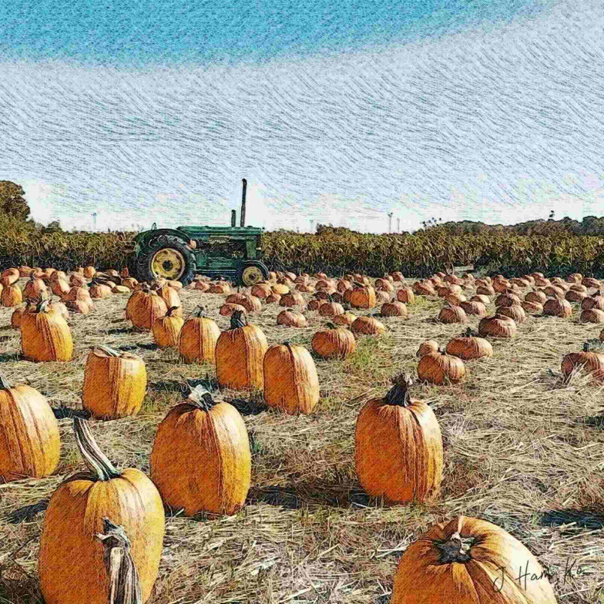 Pumpkin Harvest