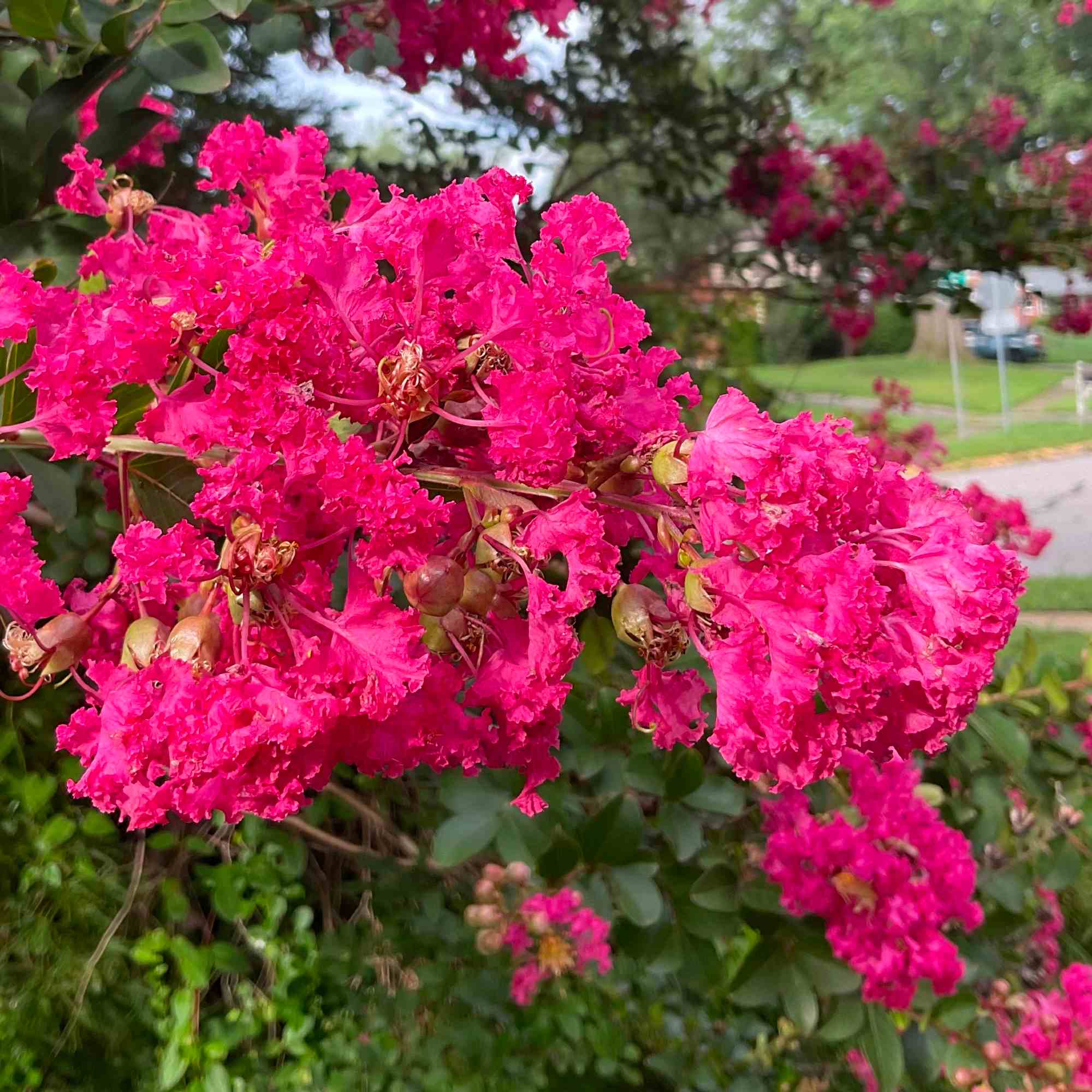 Crape Myrtle 2