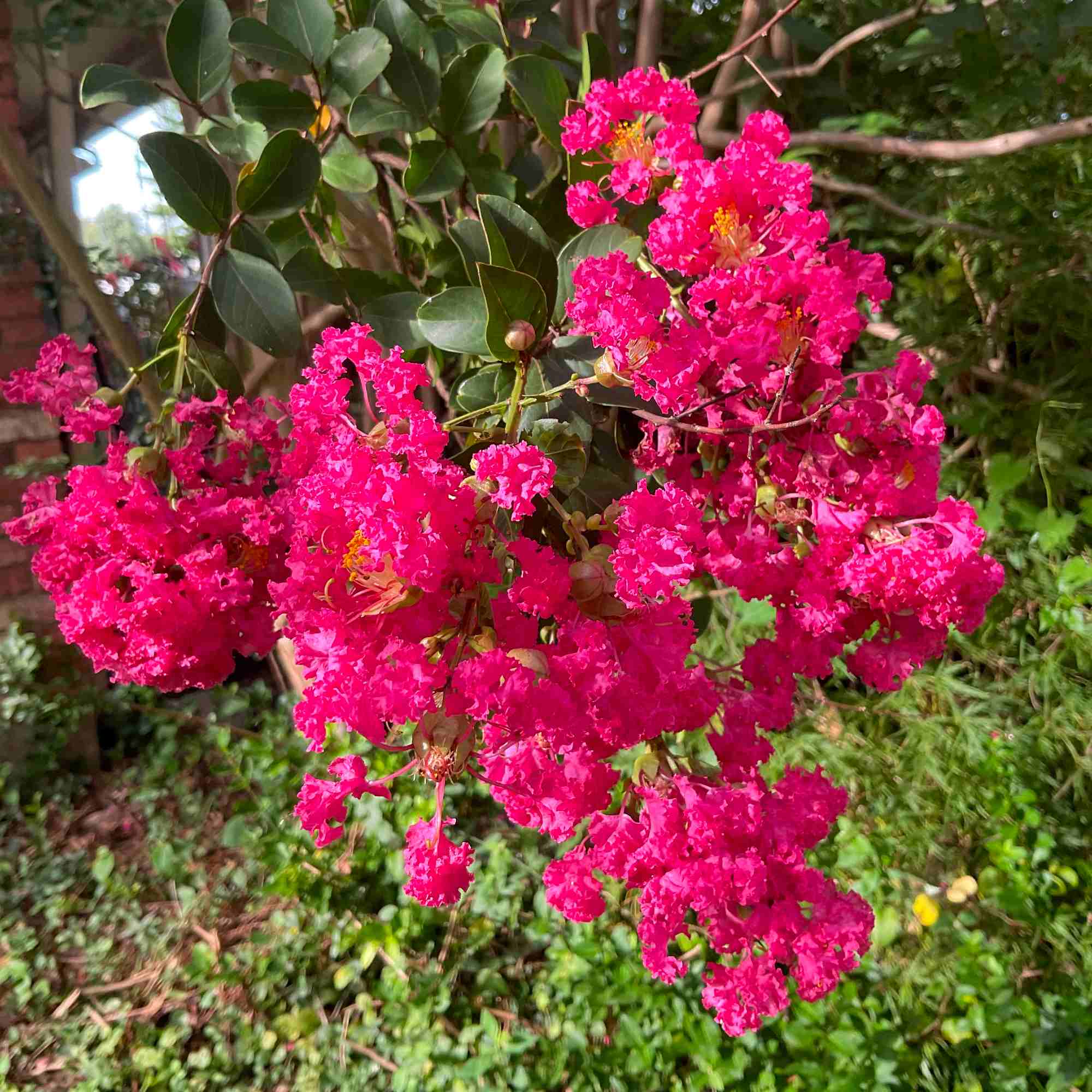 Crape Myrtle 3