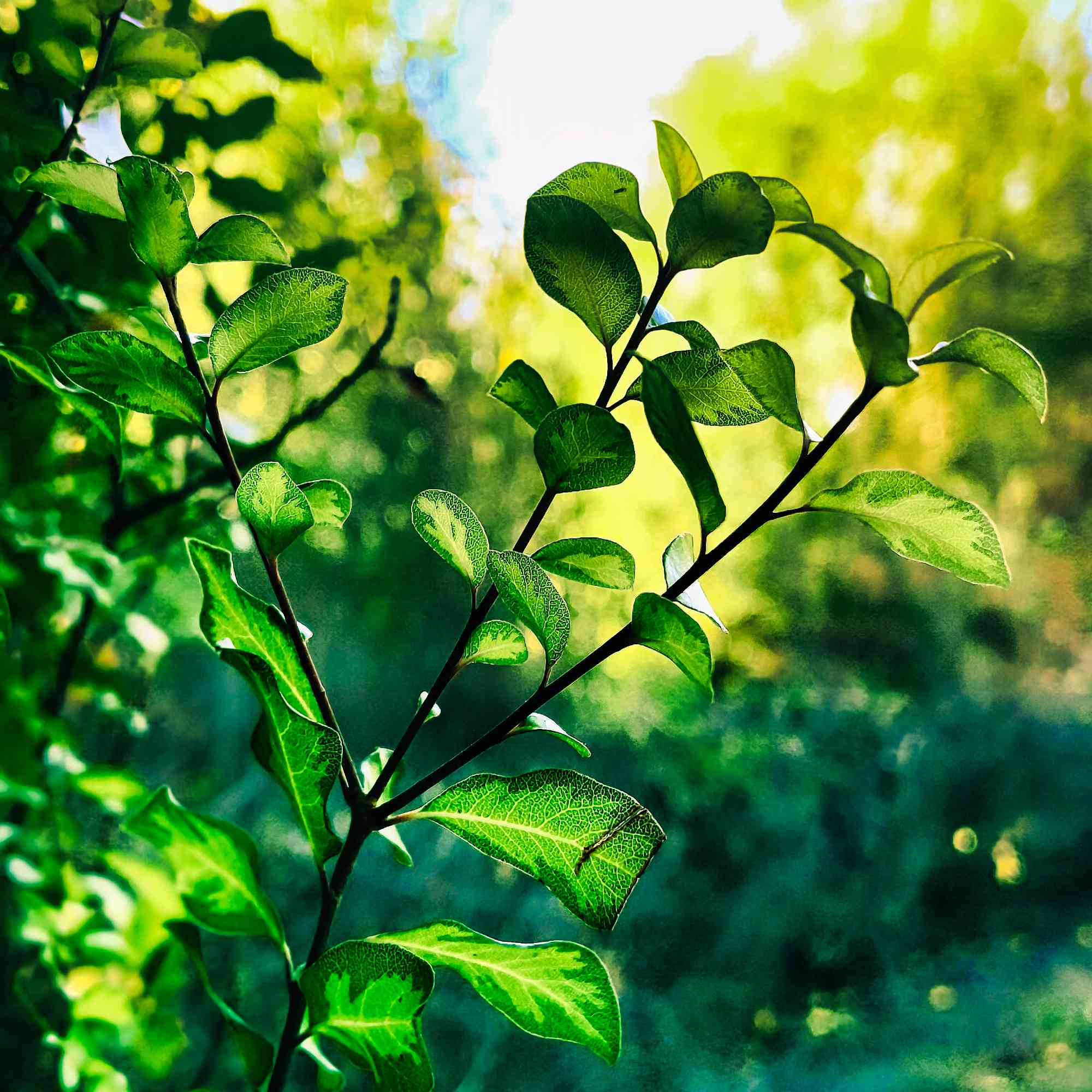 Chlorophyll