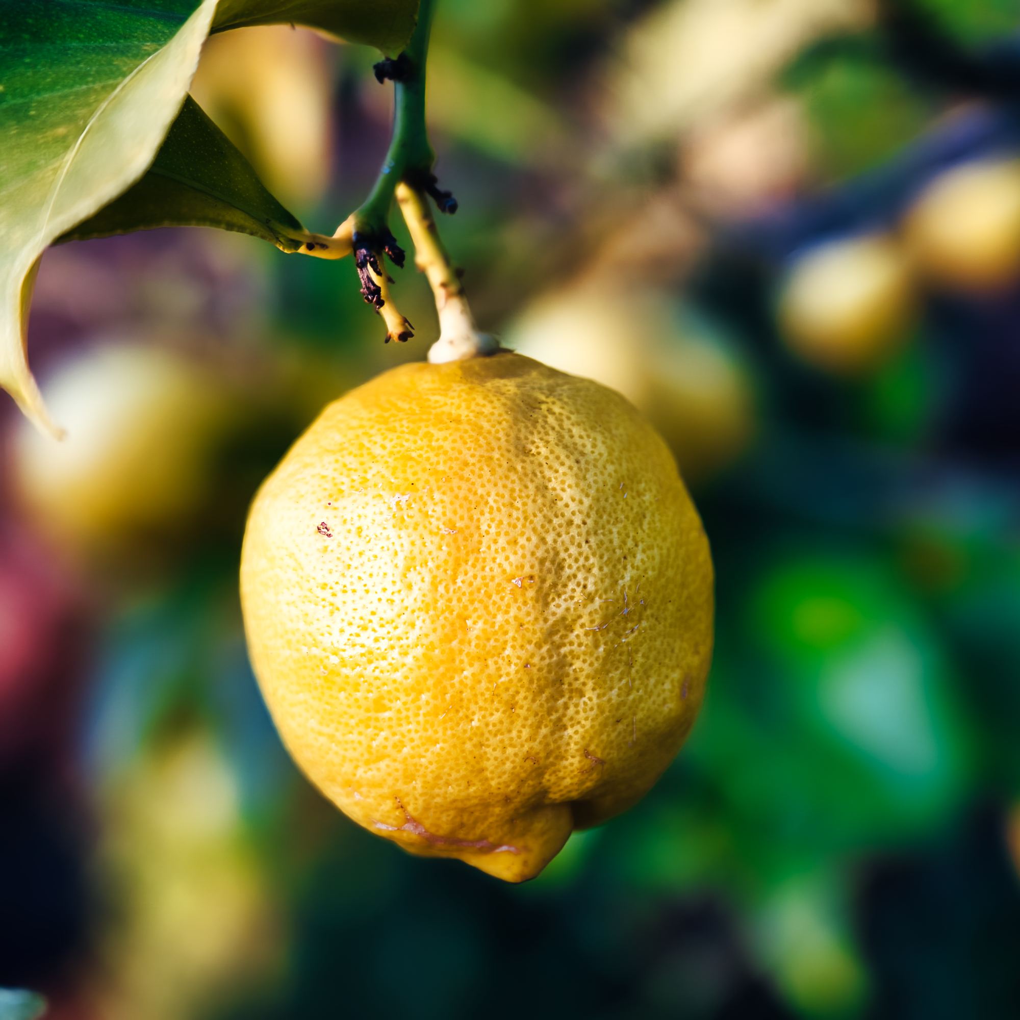 When life gives you lemons