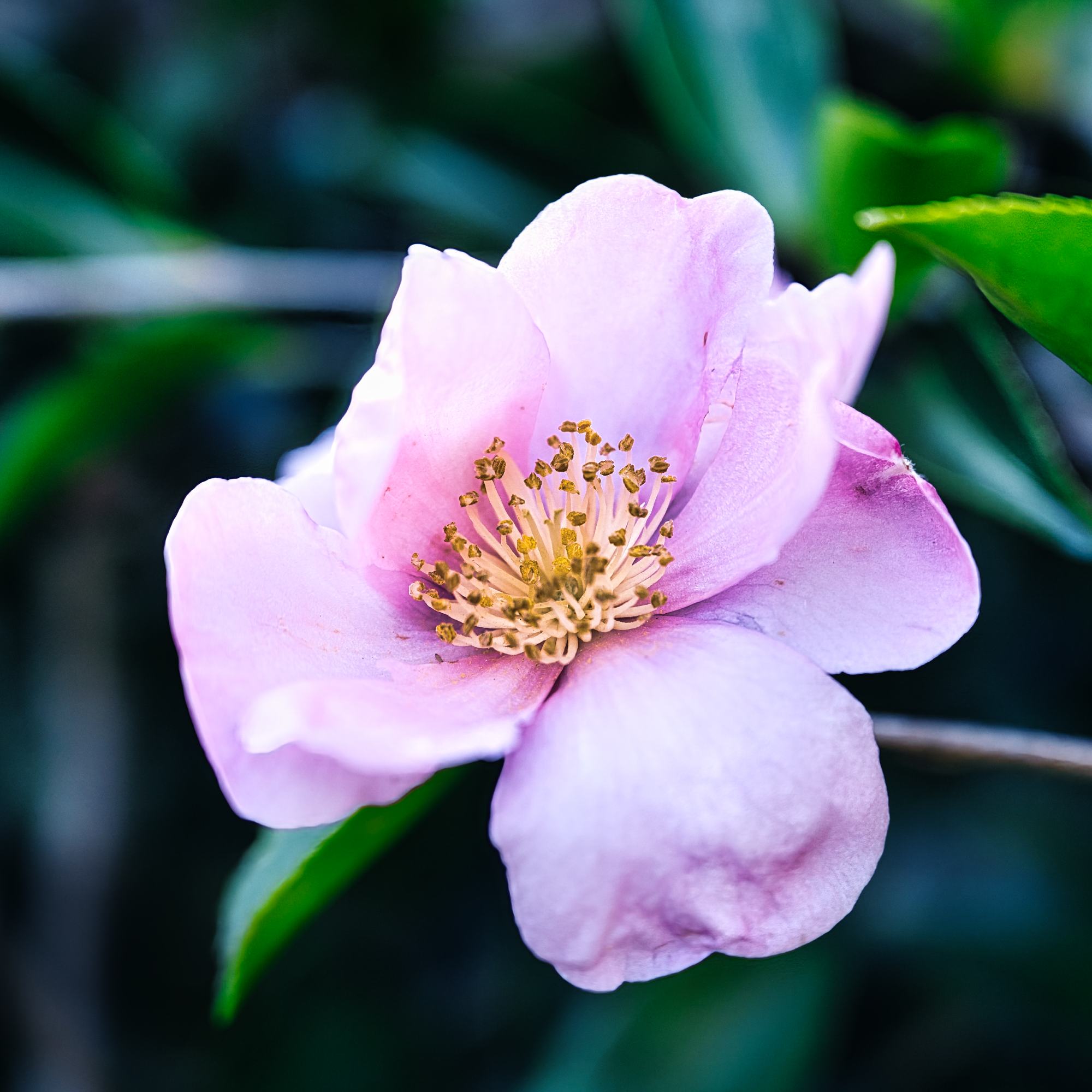 Pretty in Pink