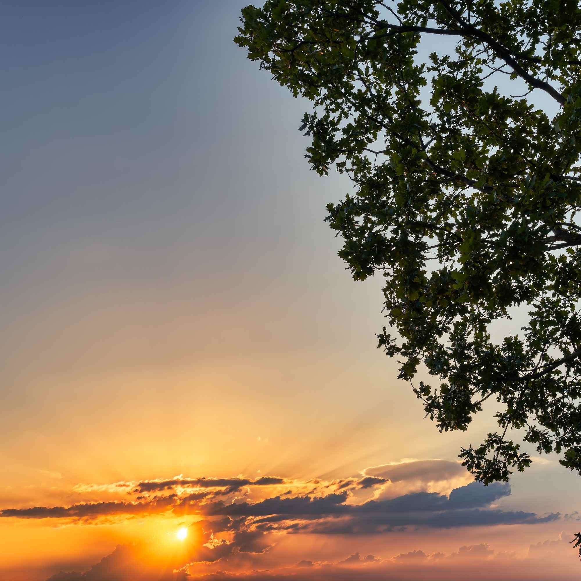 Sunset Through the Oak Leaves Over Romagna – A Fine Art Photograph