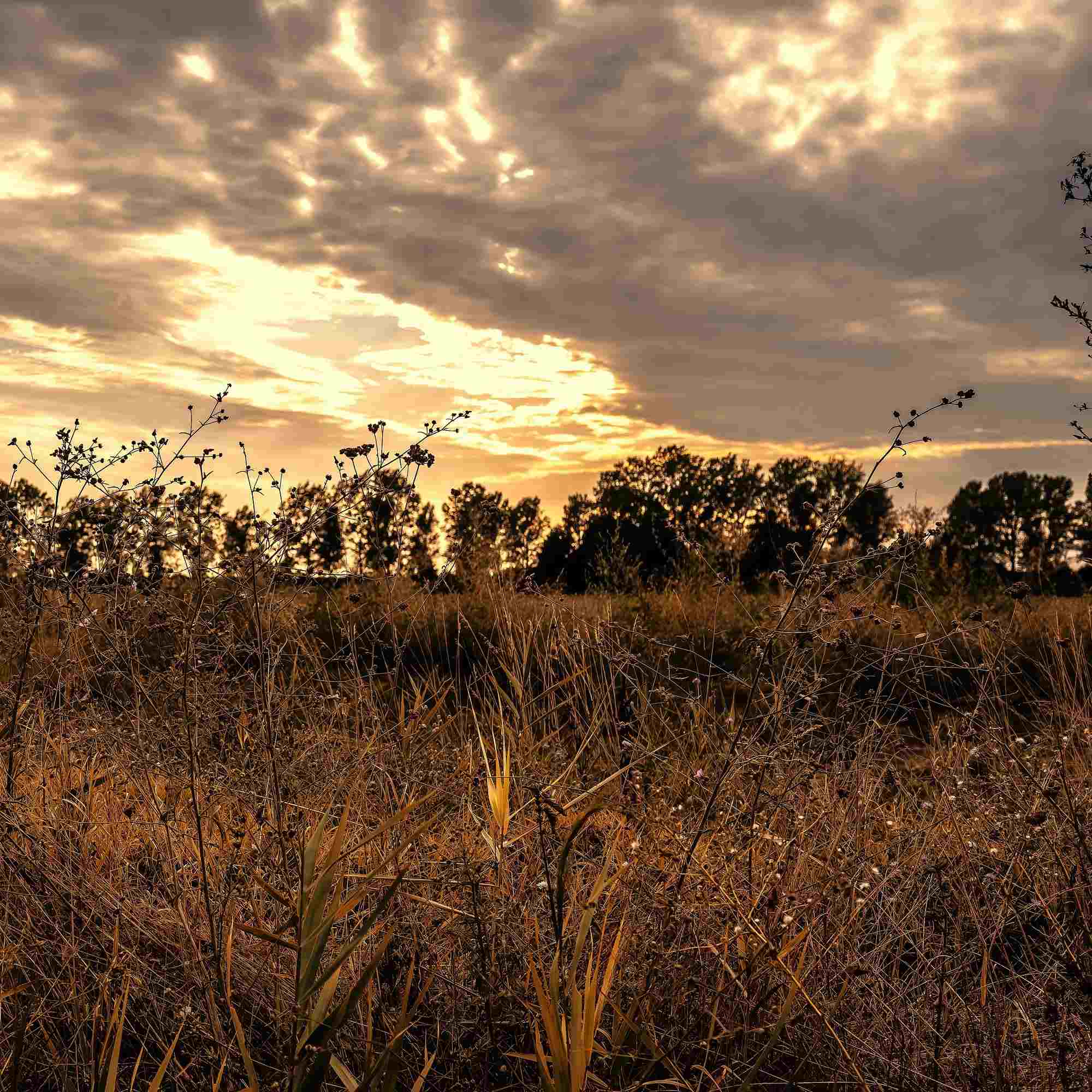 Sunlit Meadow in Autumn Glow – A Fine Art Photograph