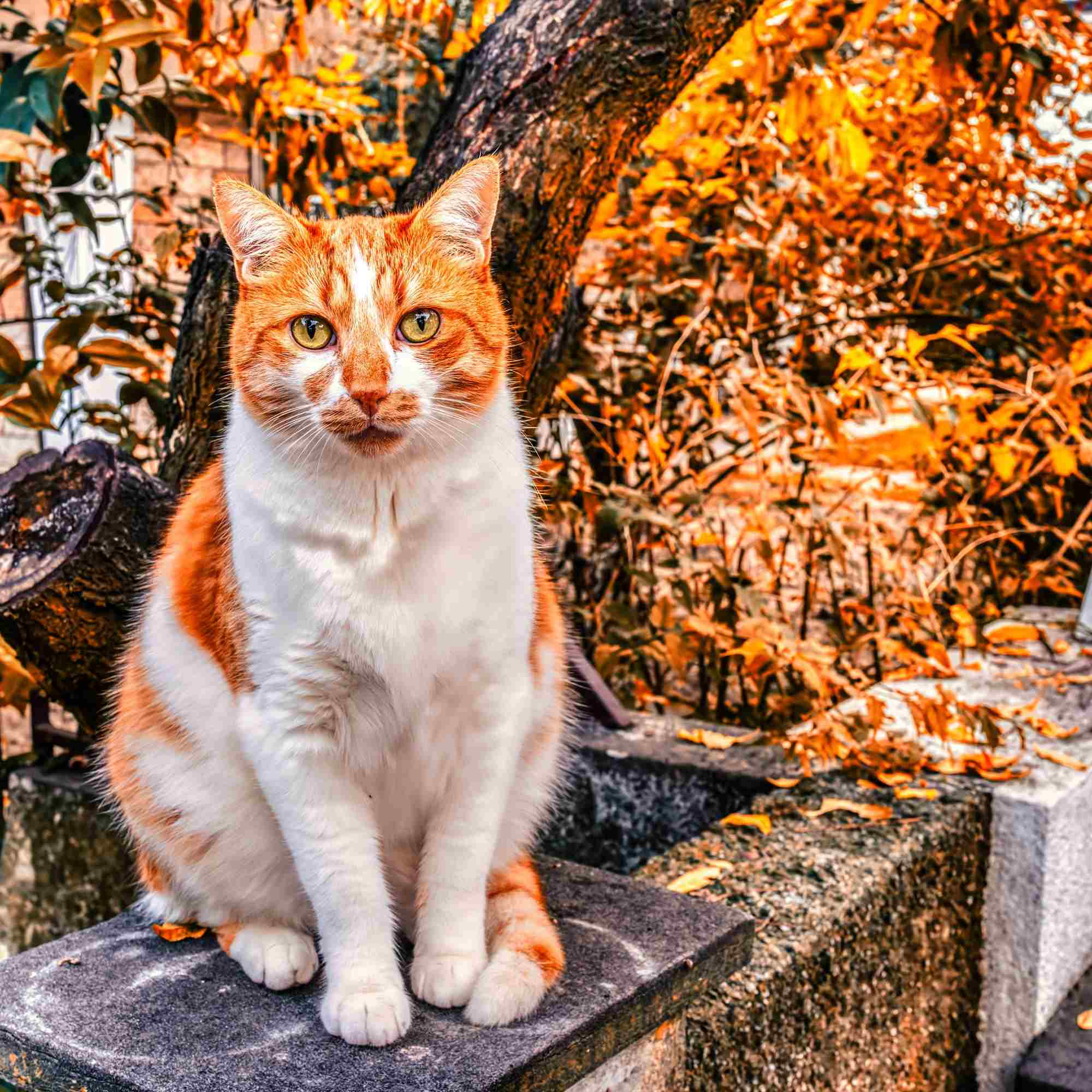 Autumn’s Watchful Gaze – A Fine Art Photograph
