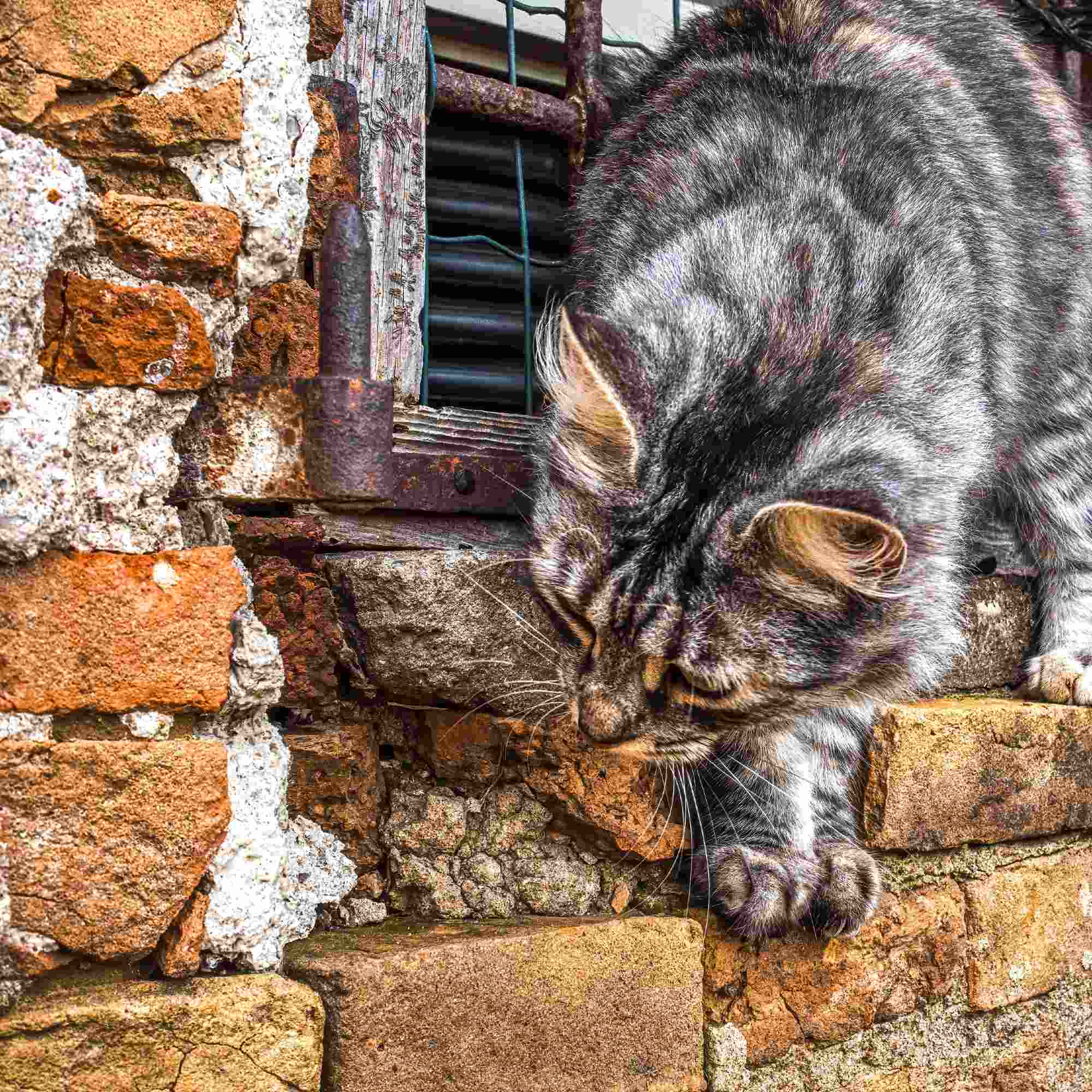 The Curious Cat Reaching Forward – A Fine Art Photograph