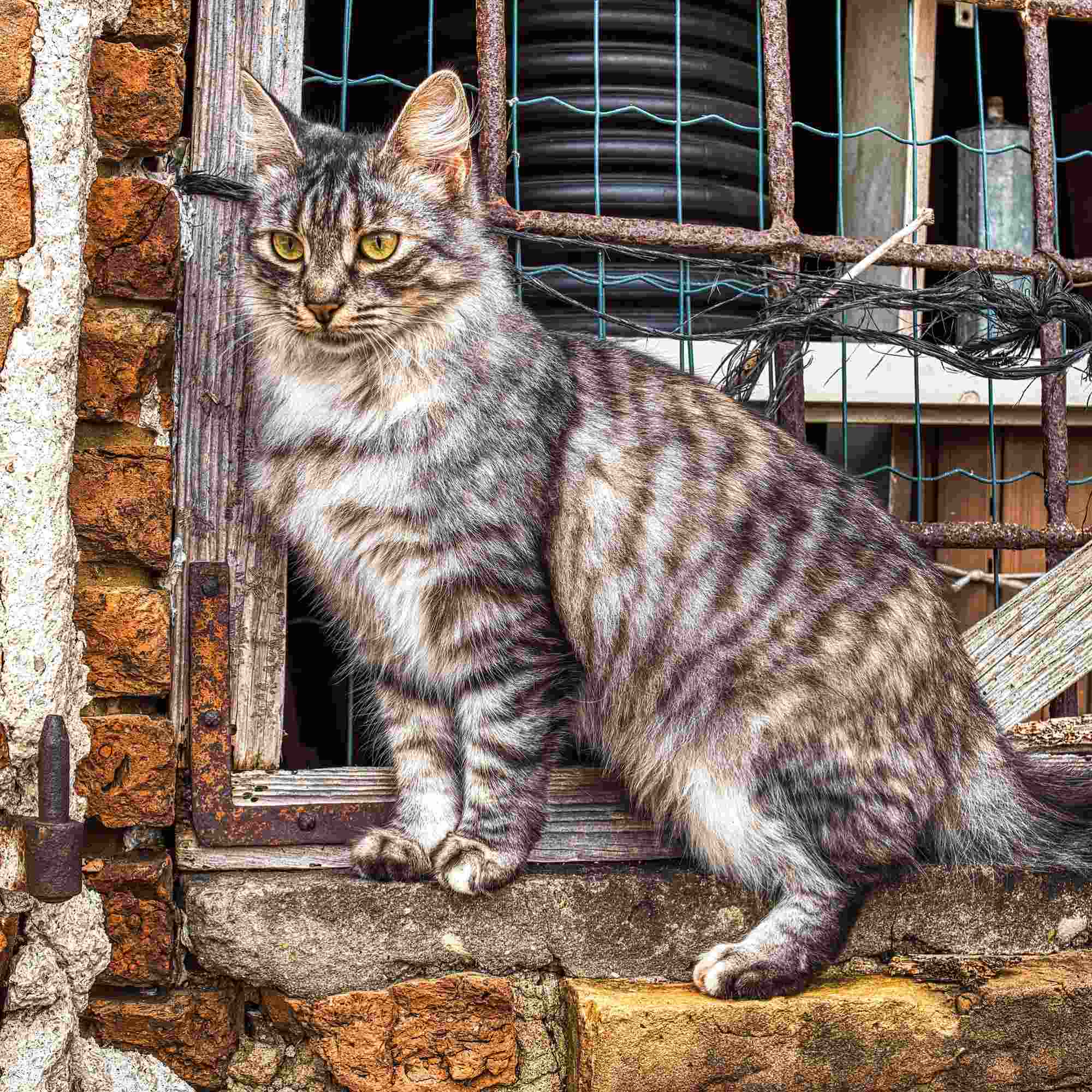 The Watchful Cat by the Window of Time – A Fine Art Photograph