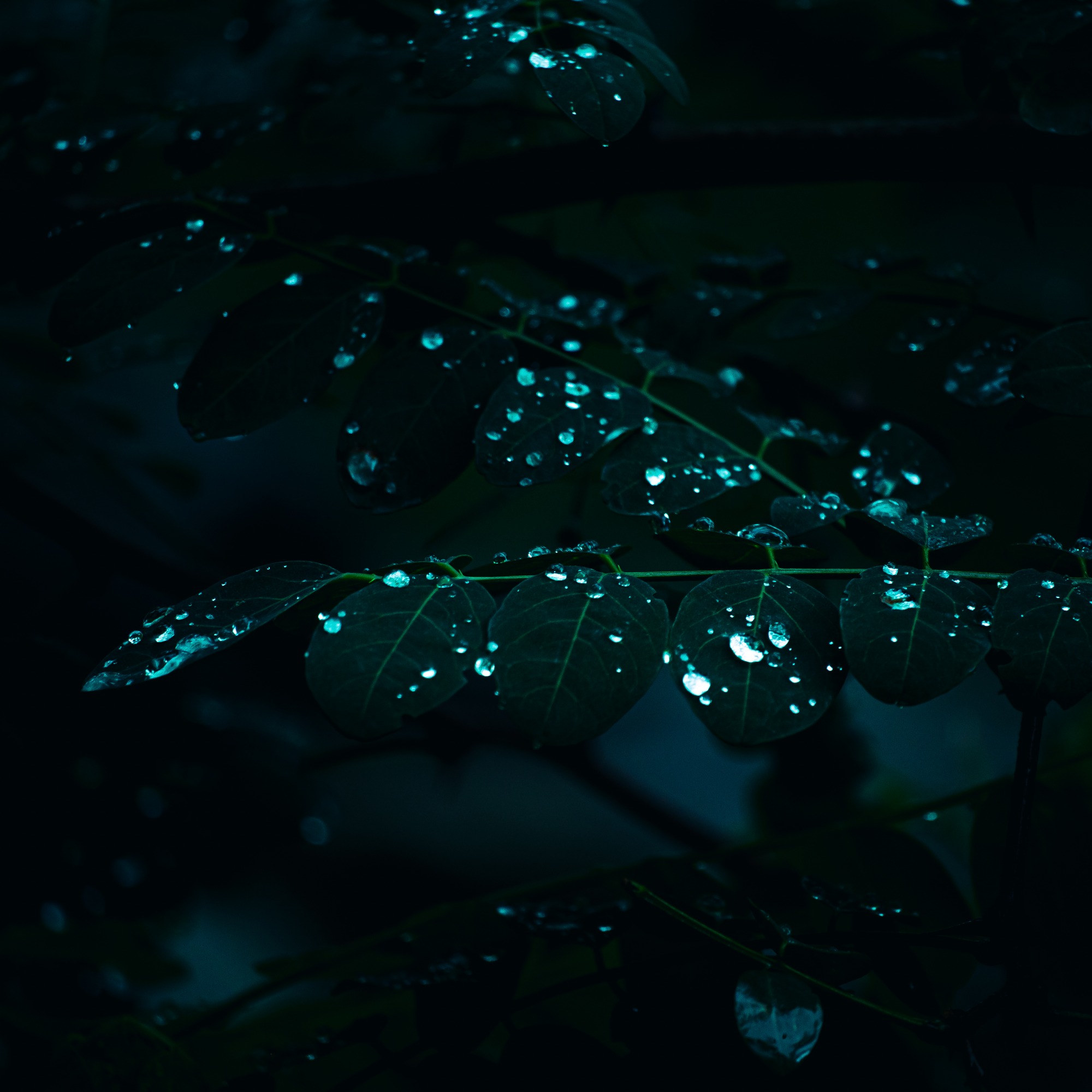 Dew