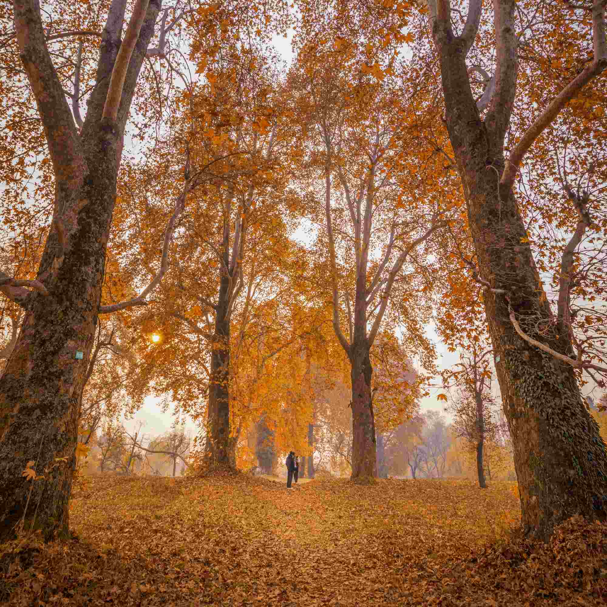Autumn Hues