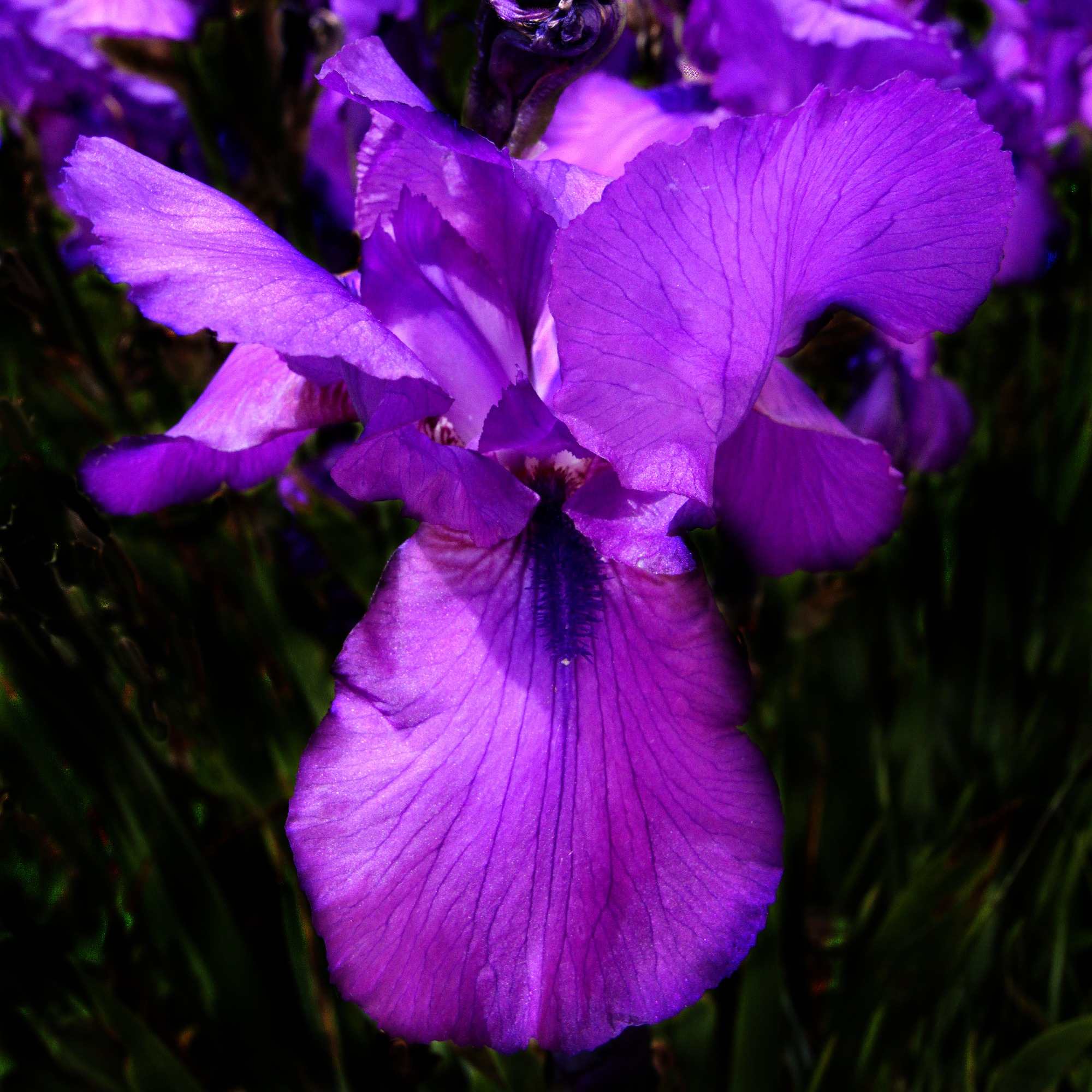 Purple Dream