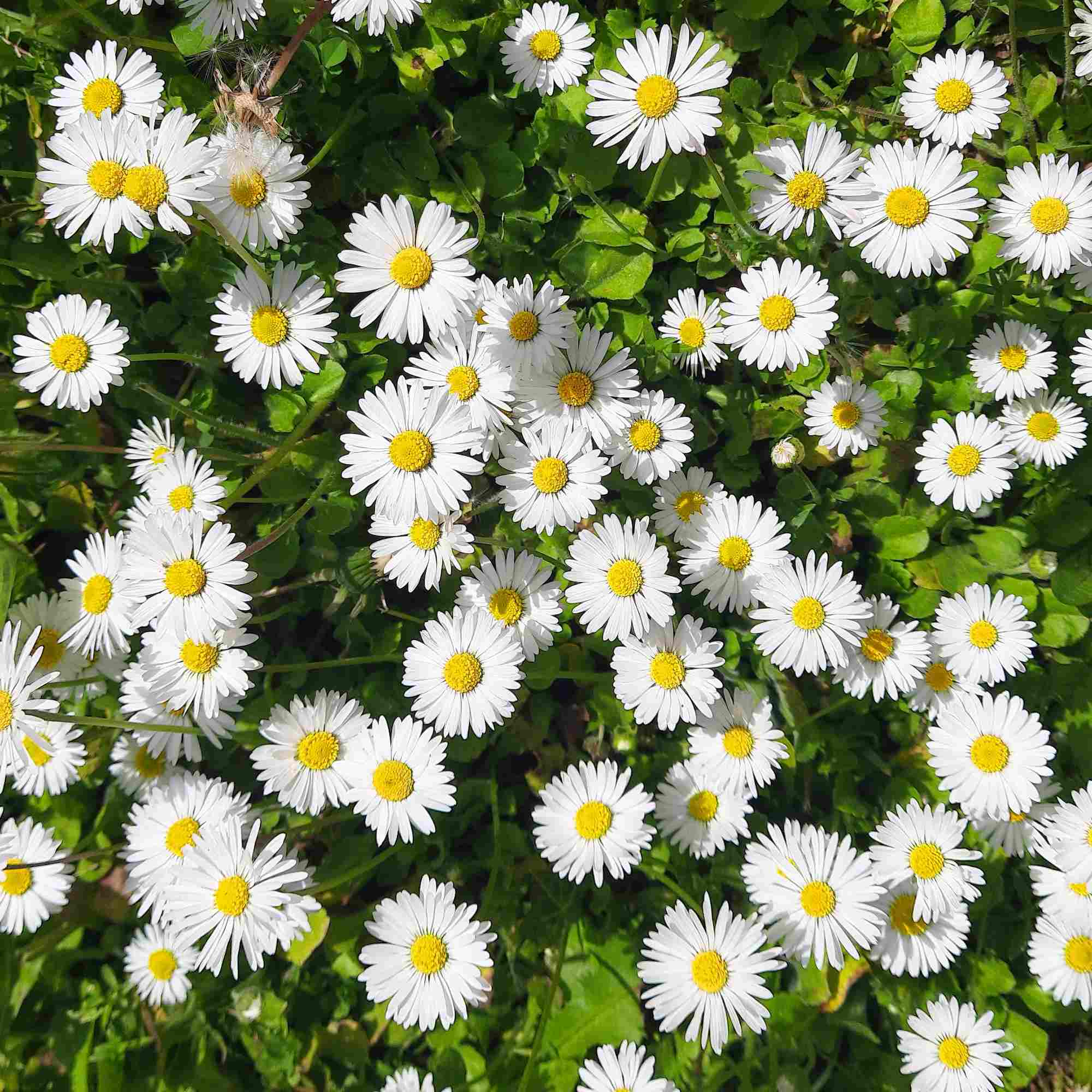 Abundance
