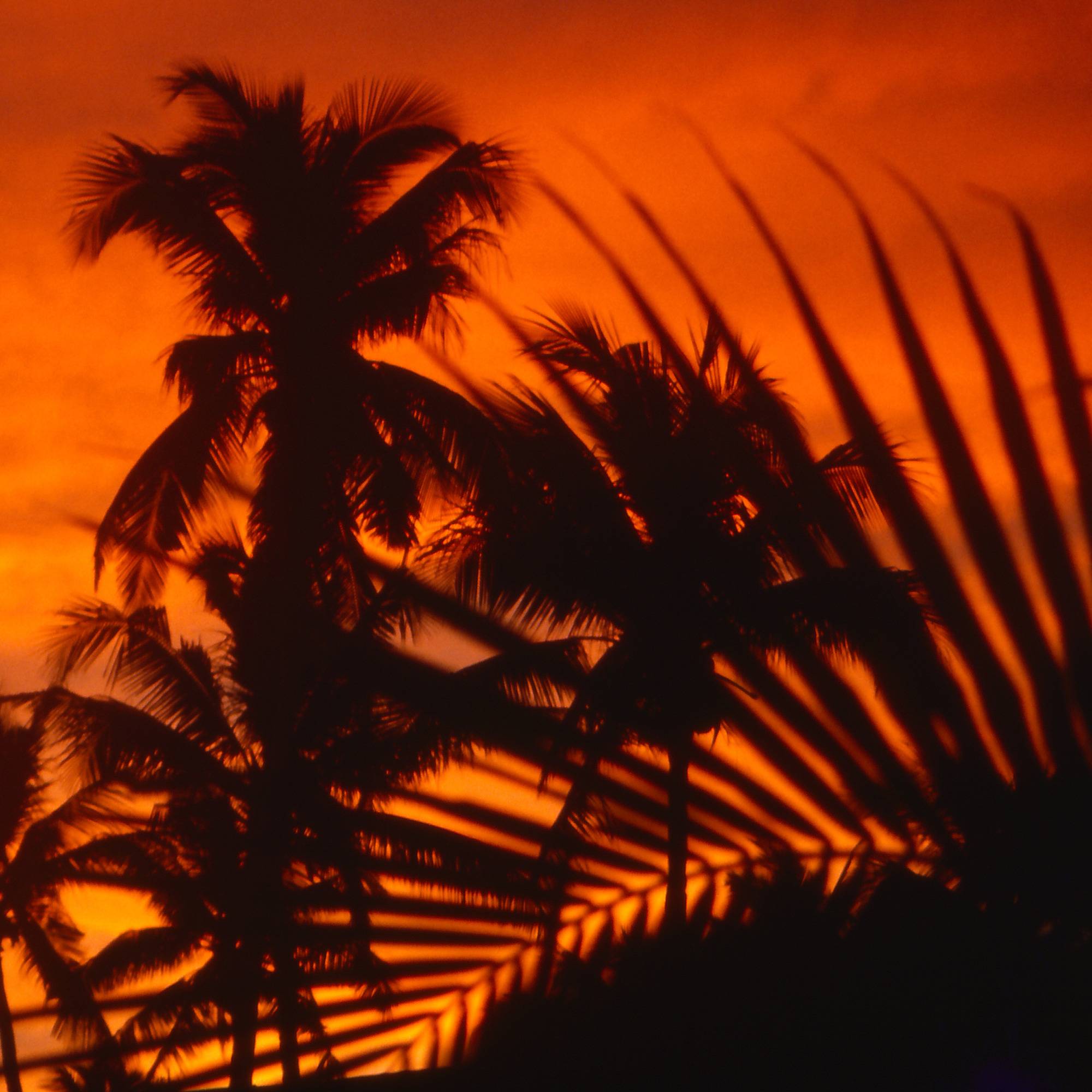 The Fire Sky & The Palms 