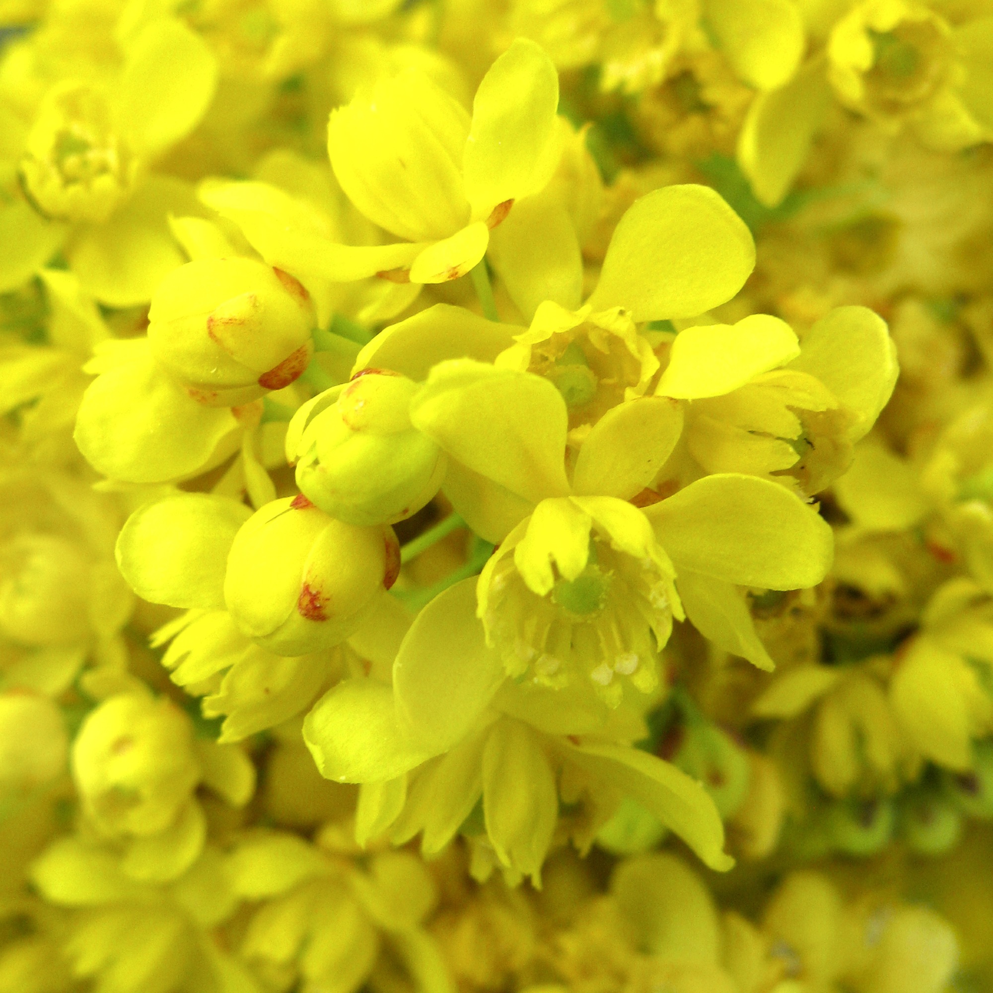 Yellow Sea Of Blossoms
